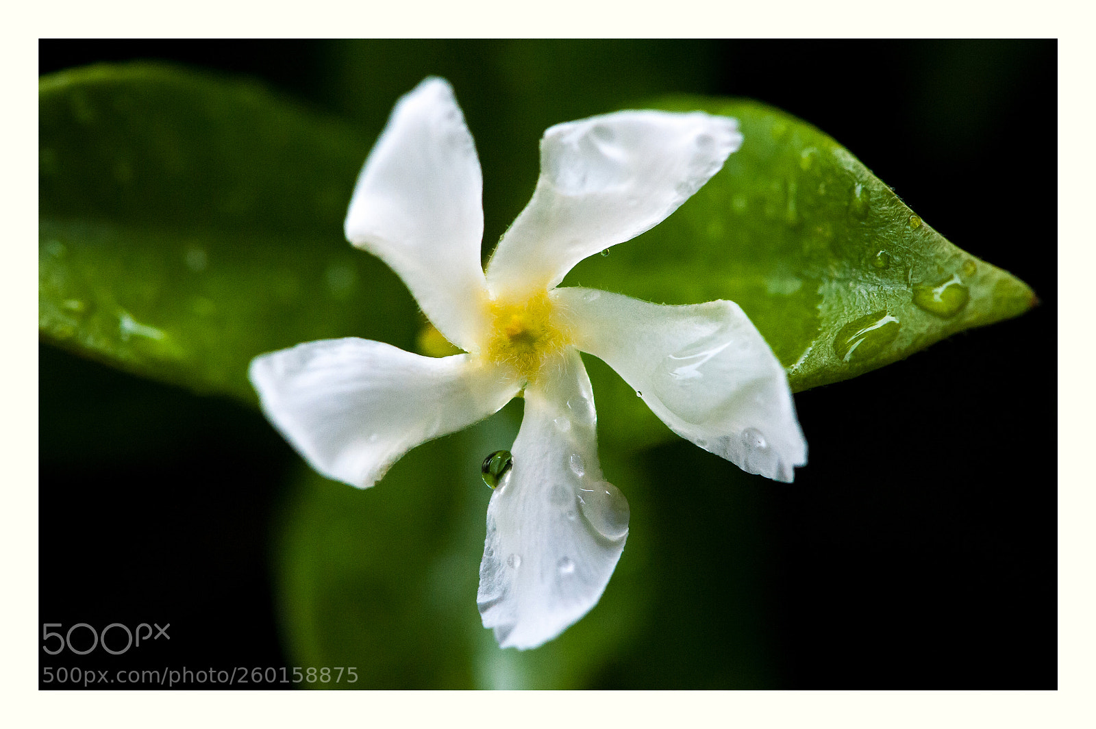 Nikon D700 sample photo. Untitled photography
