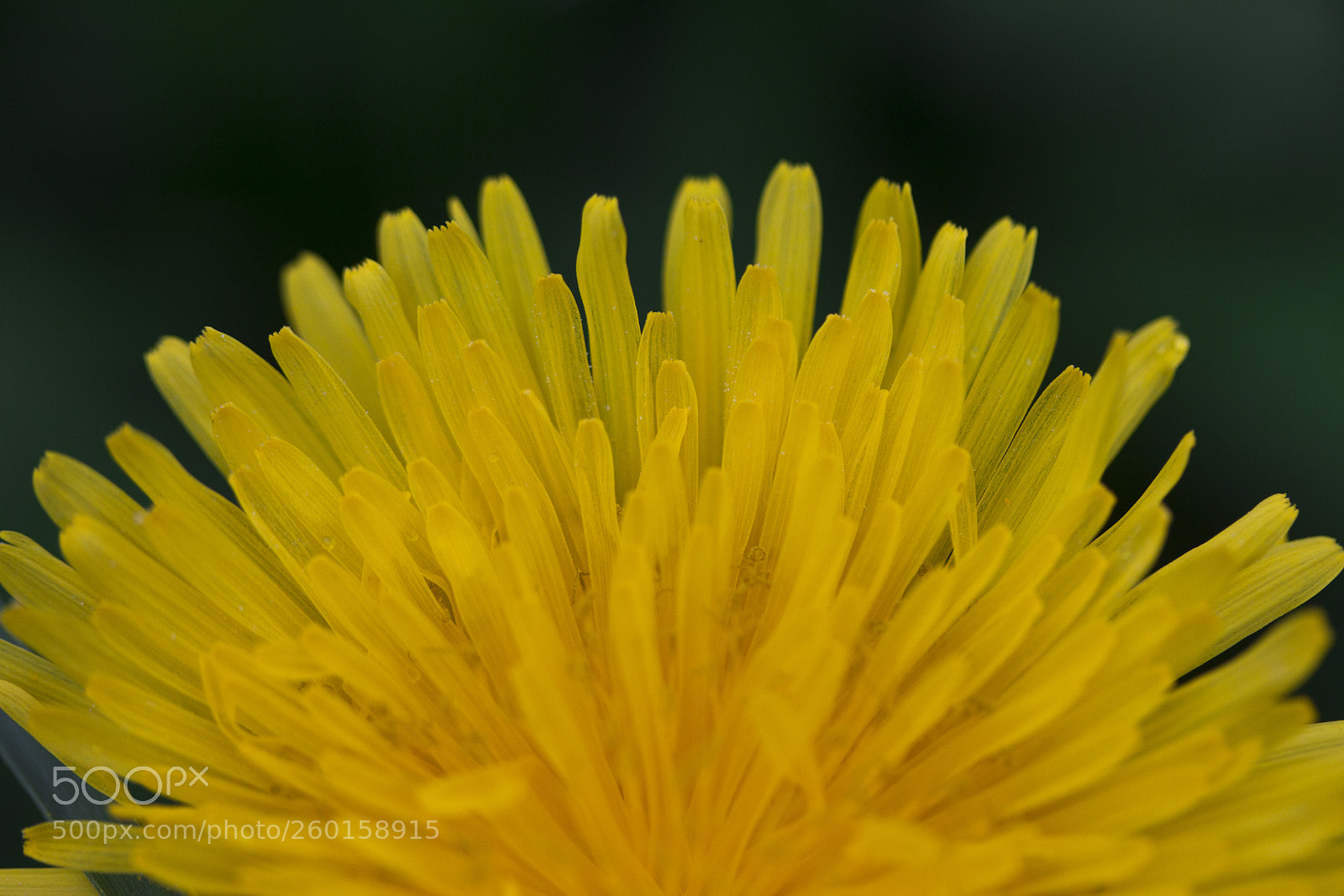 Canon EOS 60D sample photo. Gew hnlicher l wenzahn photography