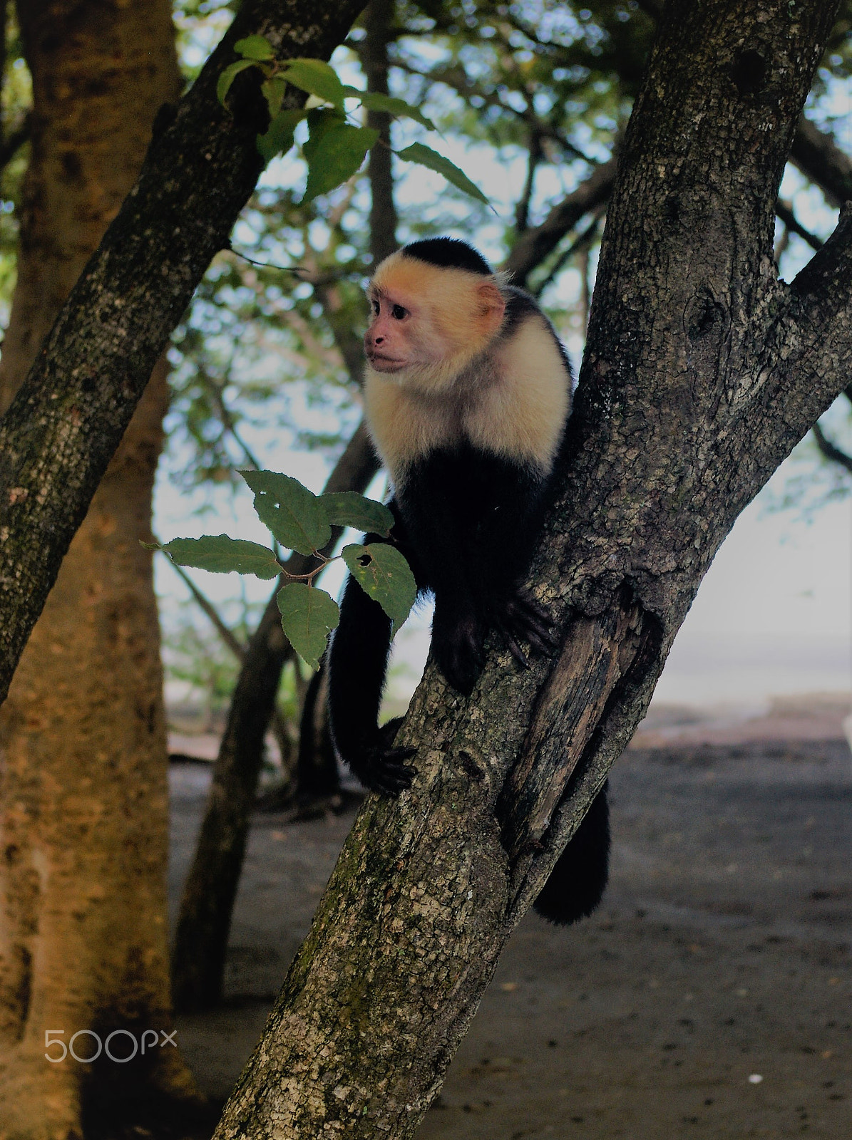 Pentax K100D + Pentax smc DA 18-55mm F3.5-5.6 AL sample photo. Monkey photography