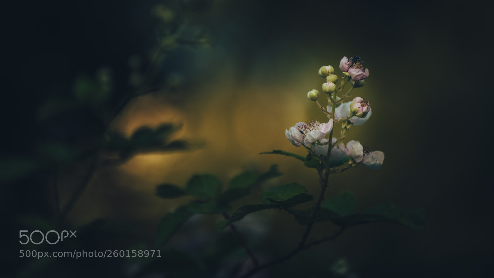 Fujifilm X-H1 sample photo. Dream light mute photography
