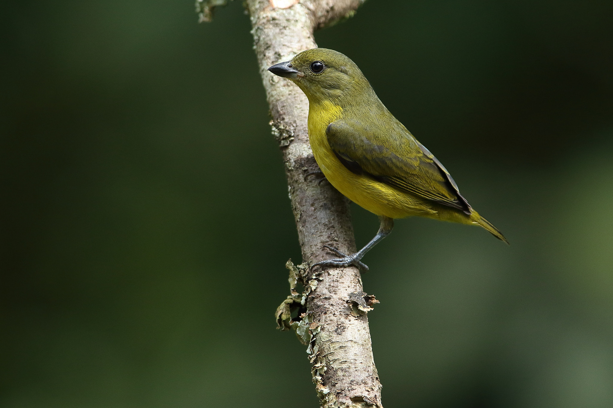 Canon EOS 7D Mark II + Canon EF 300mm F2.8L IS USM sample photo. Thick-billed photography