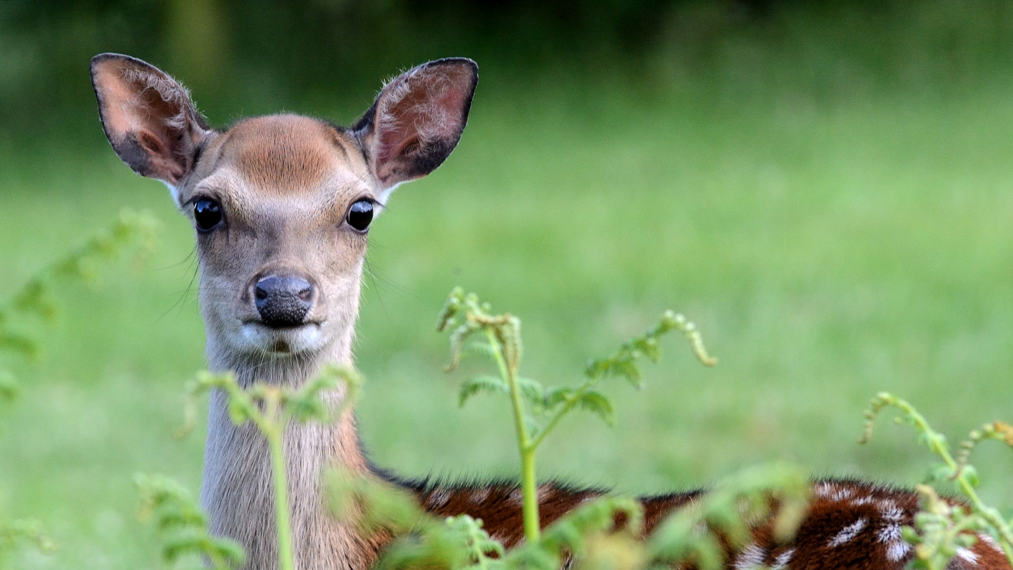 Nikon D600 sample photo. Spotted at knole park photography