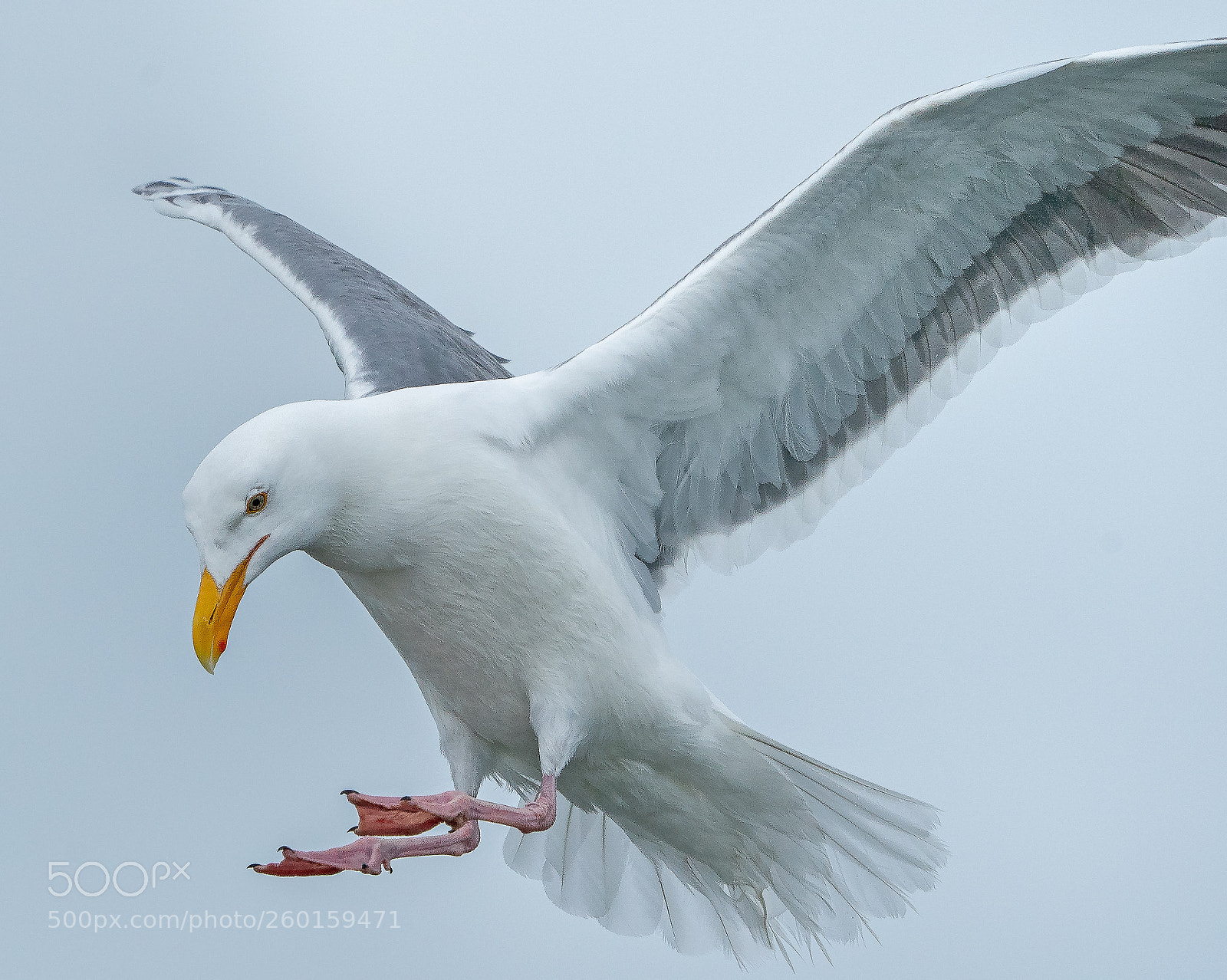 Sony a9 sample photo. Dockside angelus photography