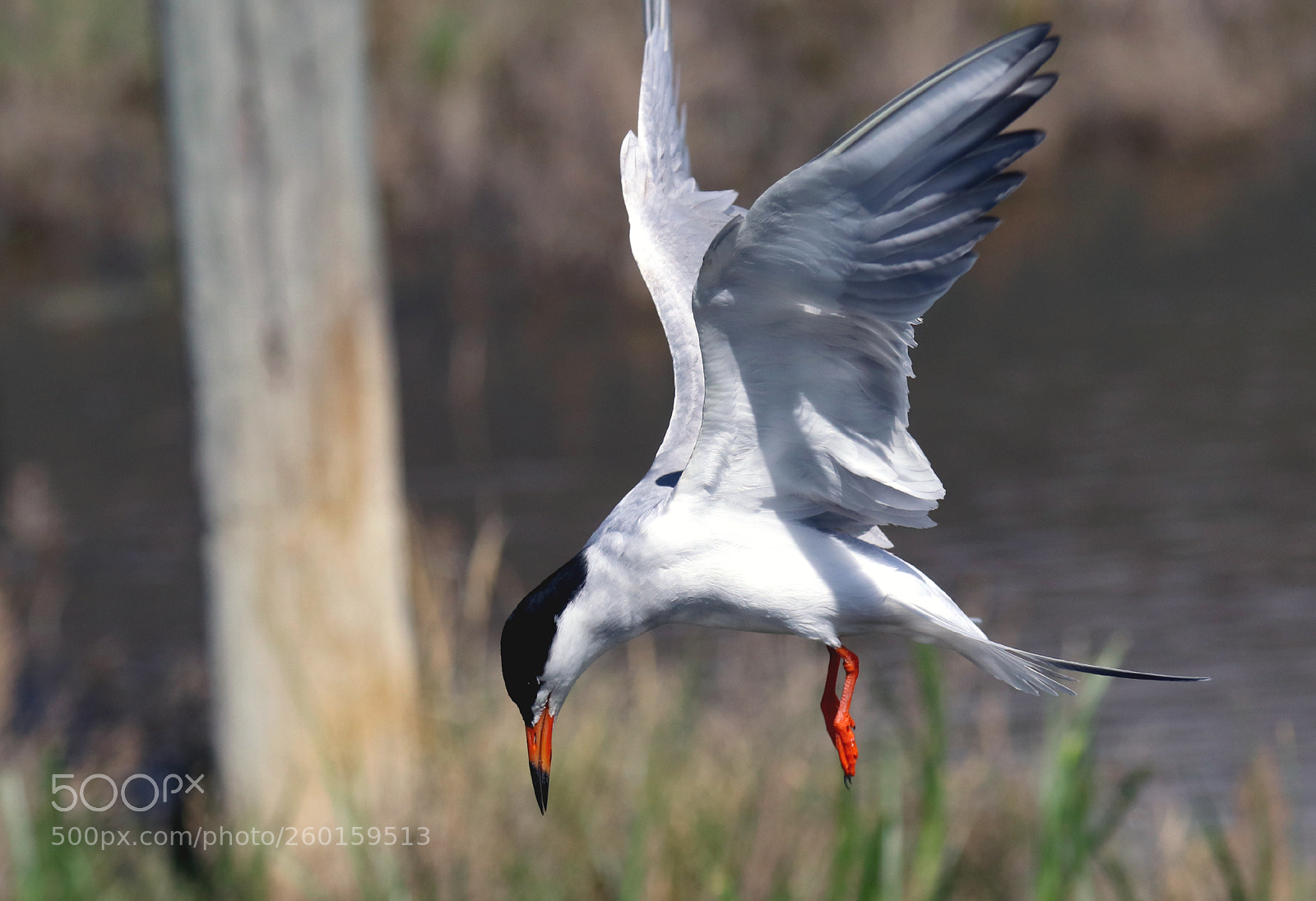 Canon EOS 80D sample photo. Forster's tern photography
