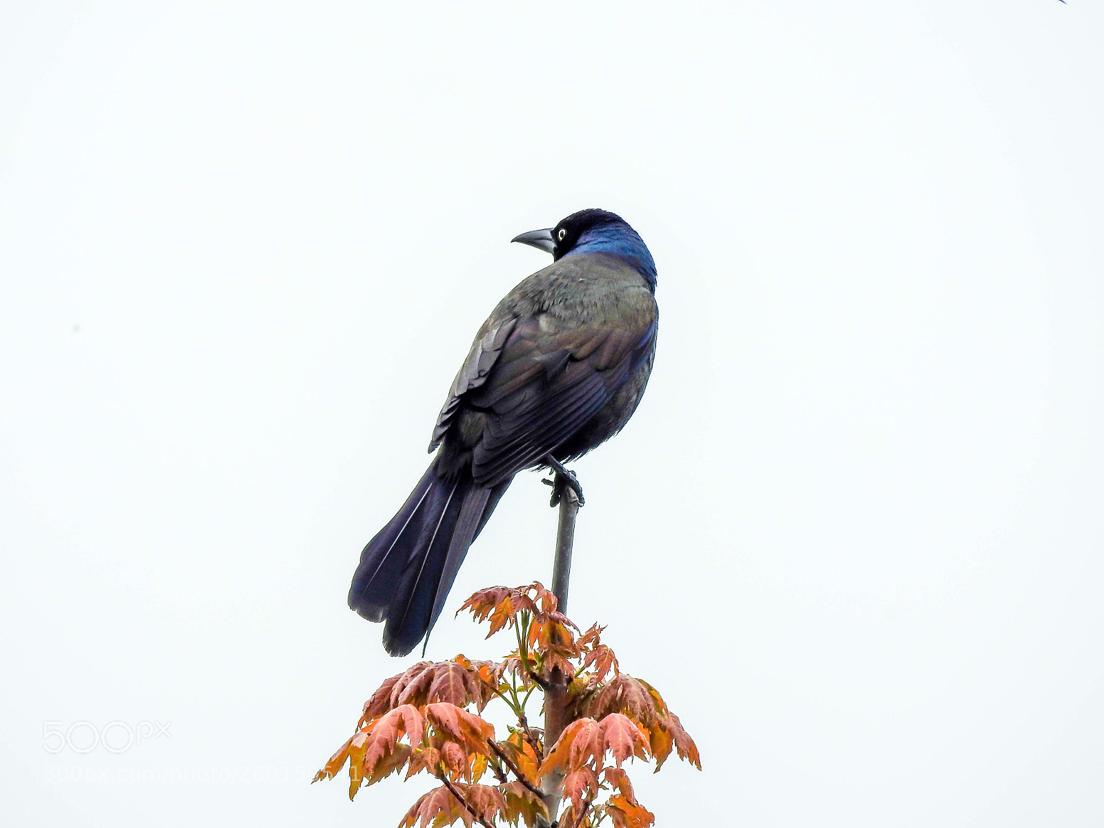 Nikon Coolpix P900 sample photo. Bird on top photography