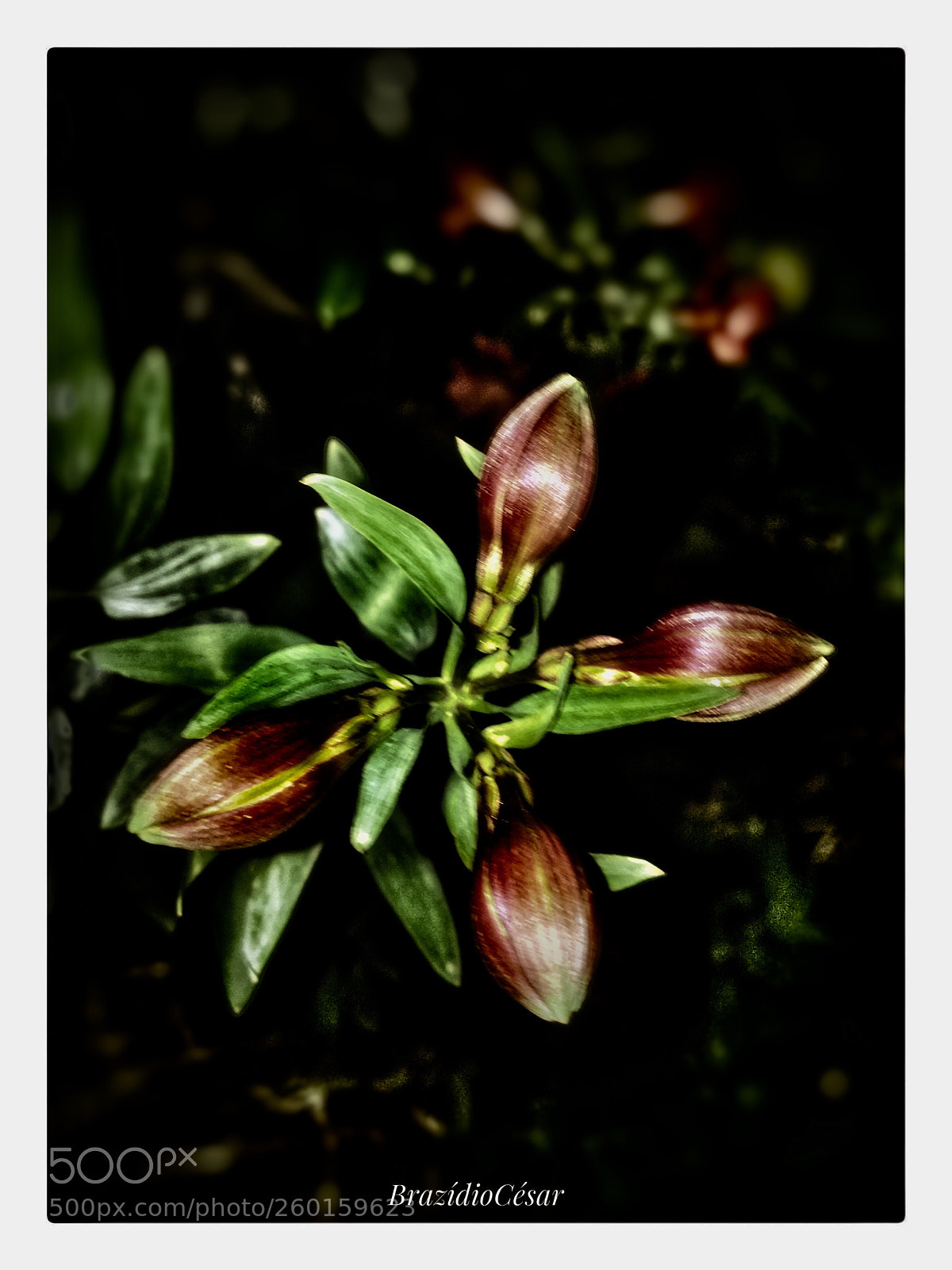 Apple iPhone 6s sample photo. Untitled photography