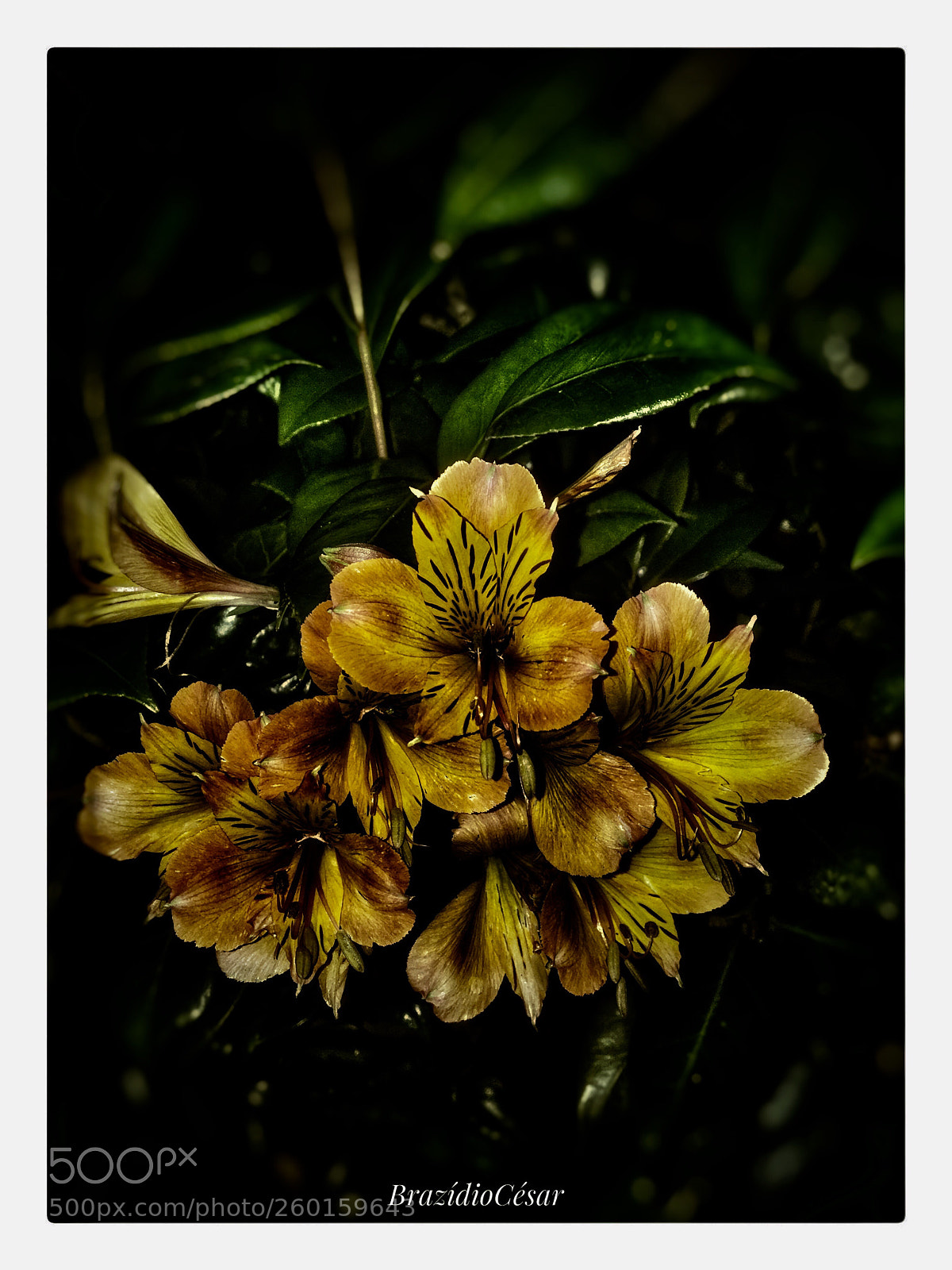 Apple iPhone 6s sample photo. Untitled photography