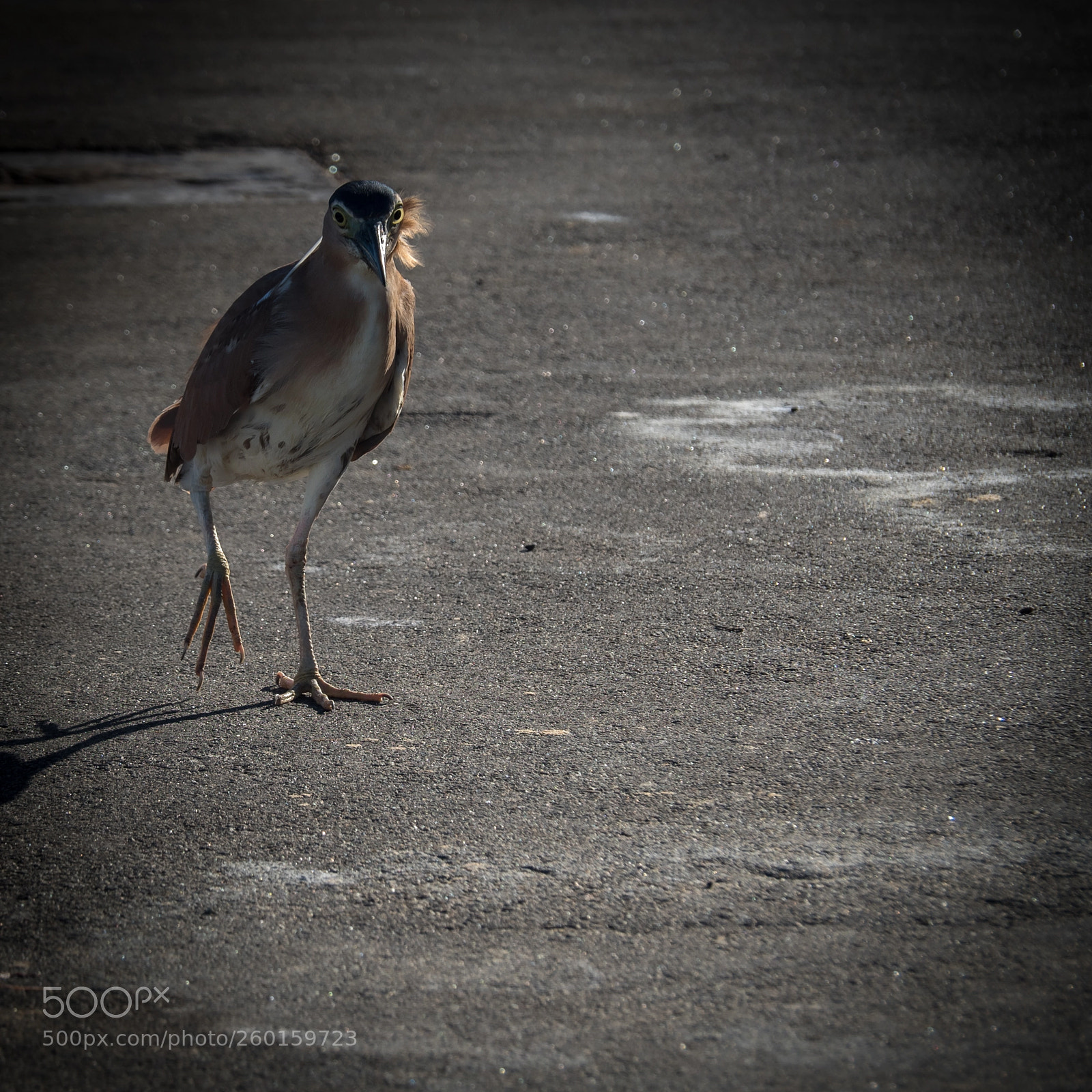 Olympus OM-D E-M5 II sample photo. Nankeen night heron photography
