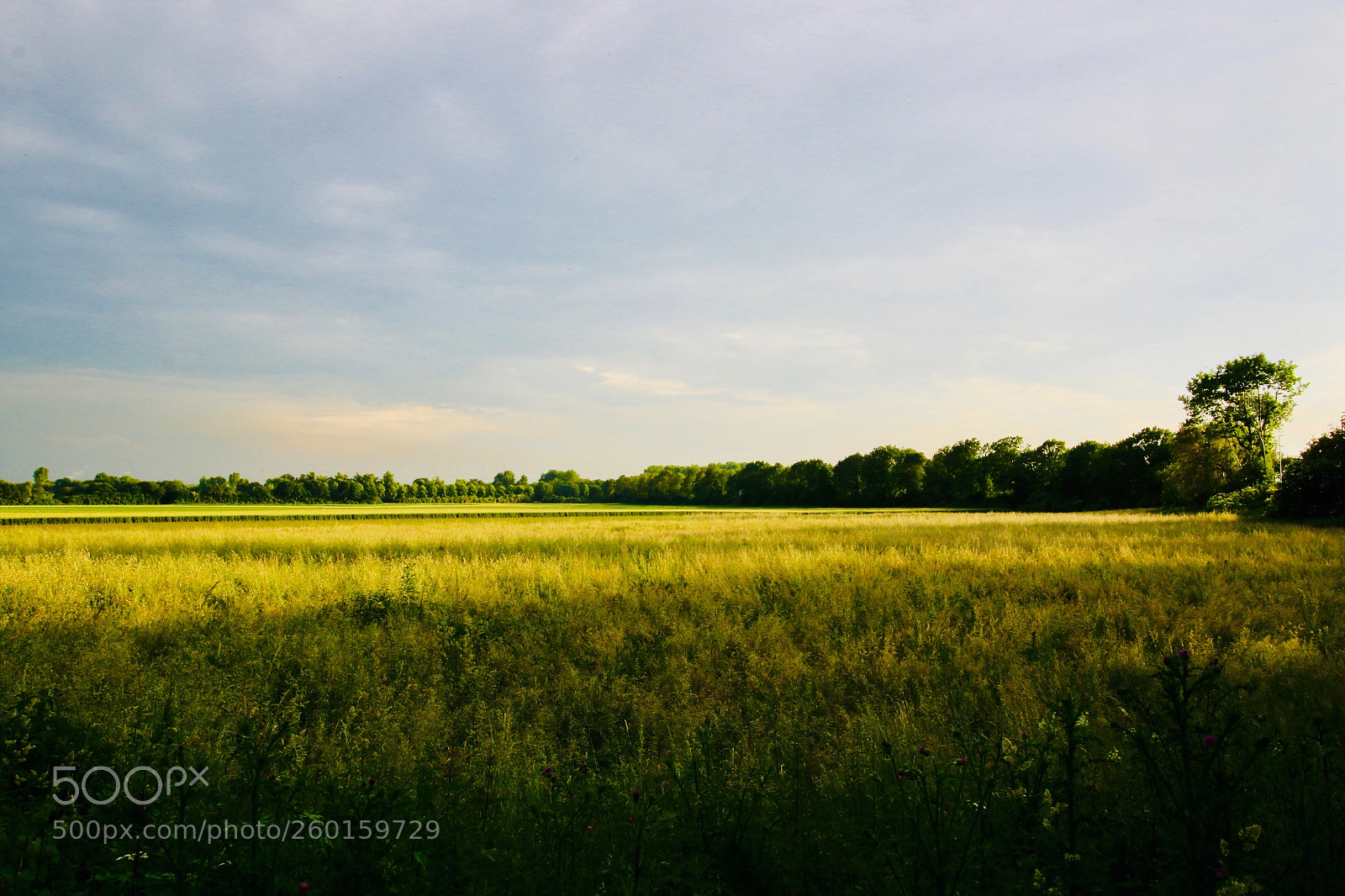 Canon EOS 70D sample photo. Green field photography