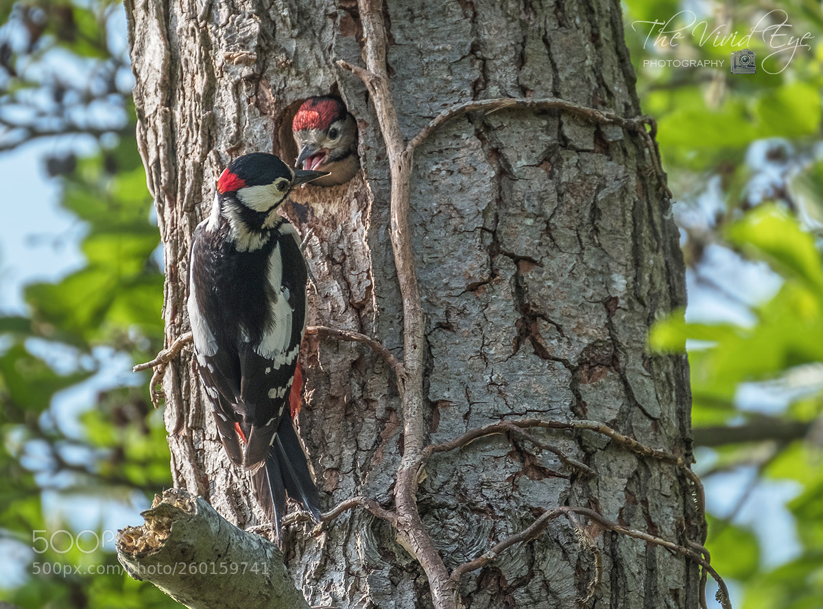 Fujifilm X-T2 sample photo. Woodpeckers photography