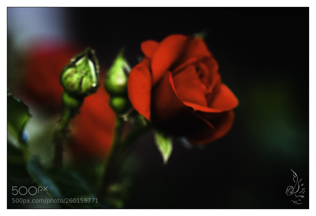 Nikon D200 sample photo. Rosa photography