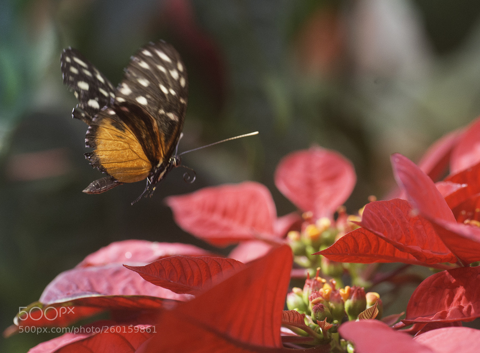 Nikon D4 sample photo. Flores !! heliconius hecale photography