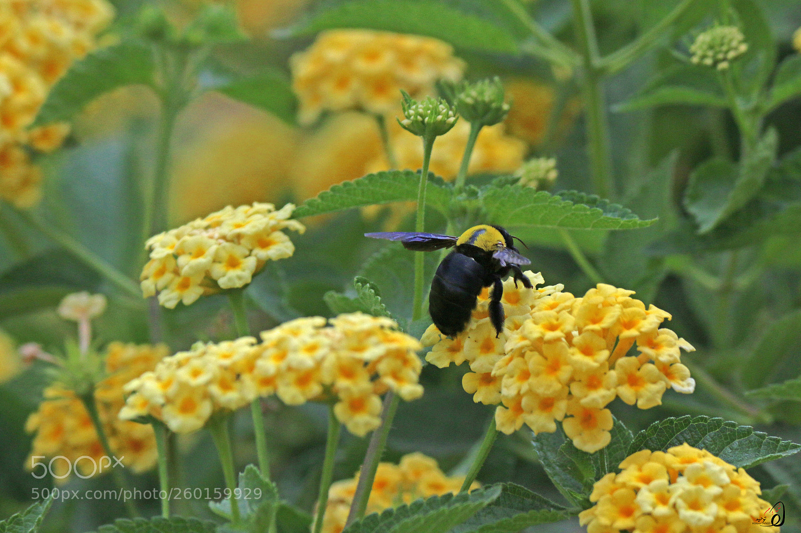 Canon EOS 70D sample photo. Ht photography