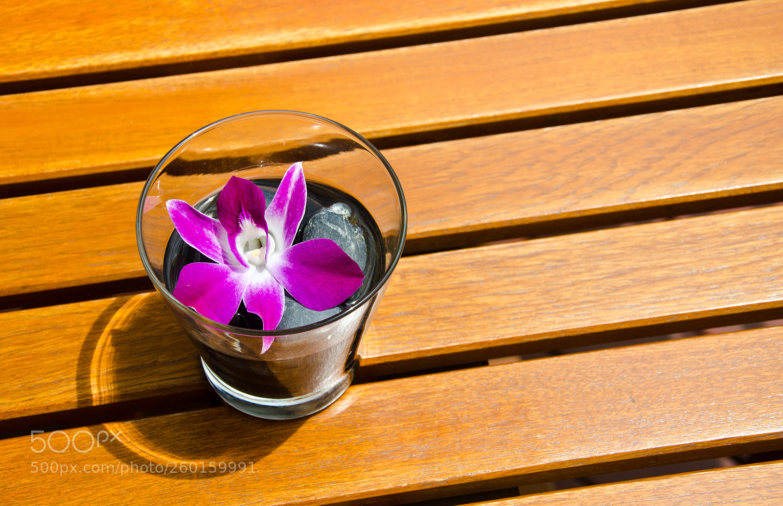 Nikon D7000 sample photo. Pink orchid photography