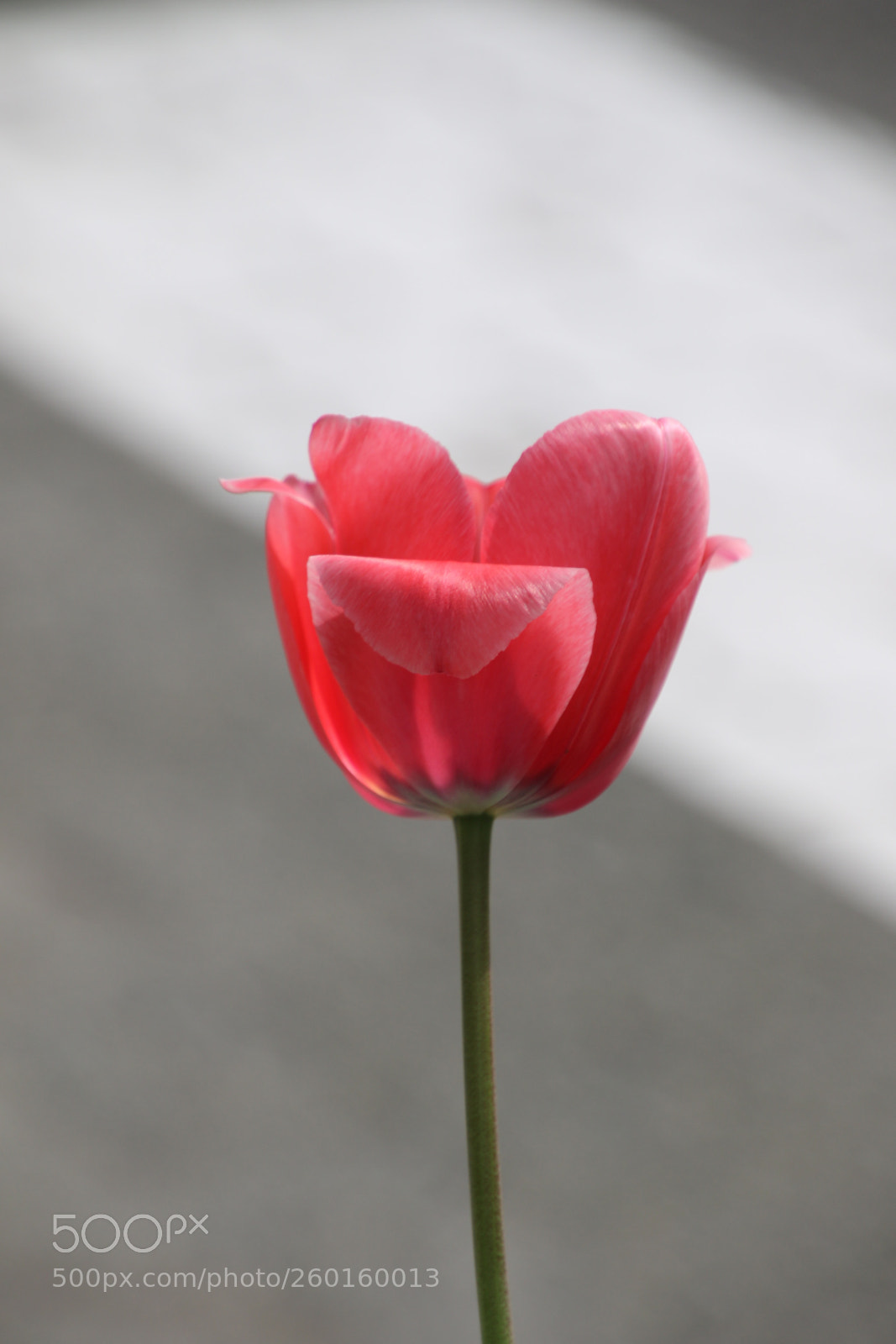 Canon EOS 7D Mark II sample photo. Untitled photography