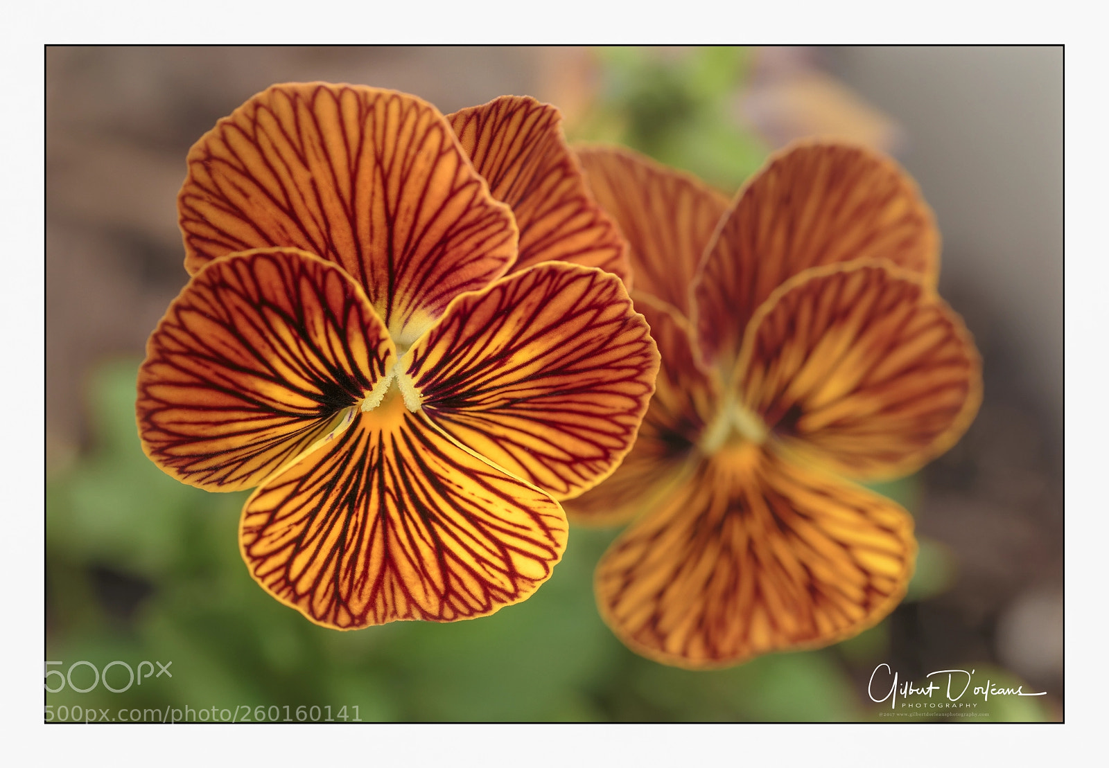 Canon EOS 6D sample photo. Flowers photography