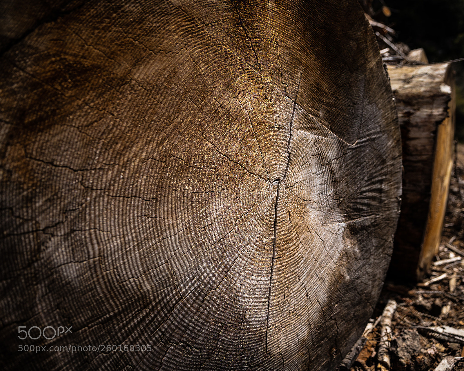Canon EOS 6D Mark II sample photo. Old tree photography