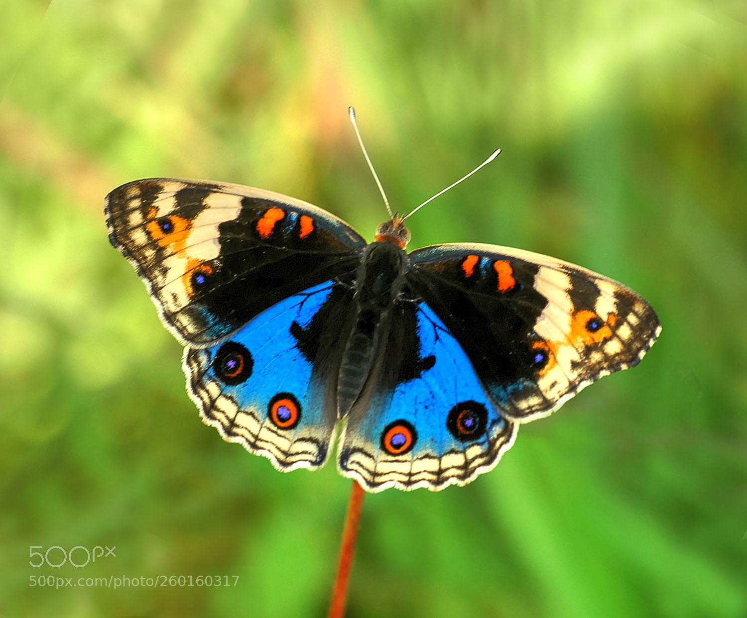 Nikon D70 sample photo. Morning show off photography