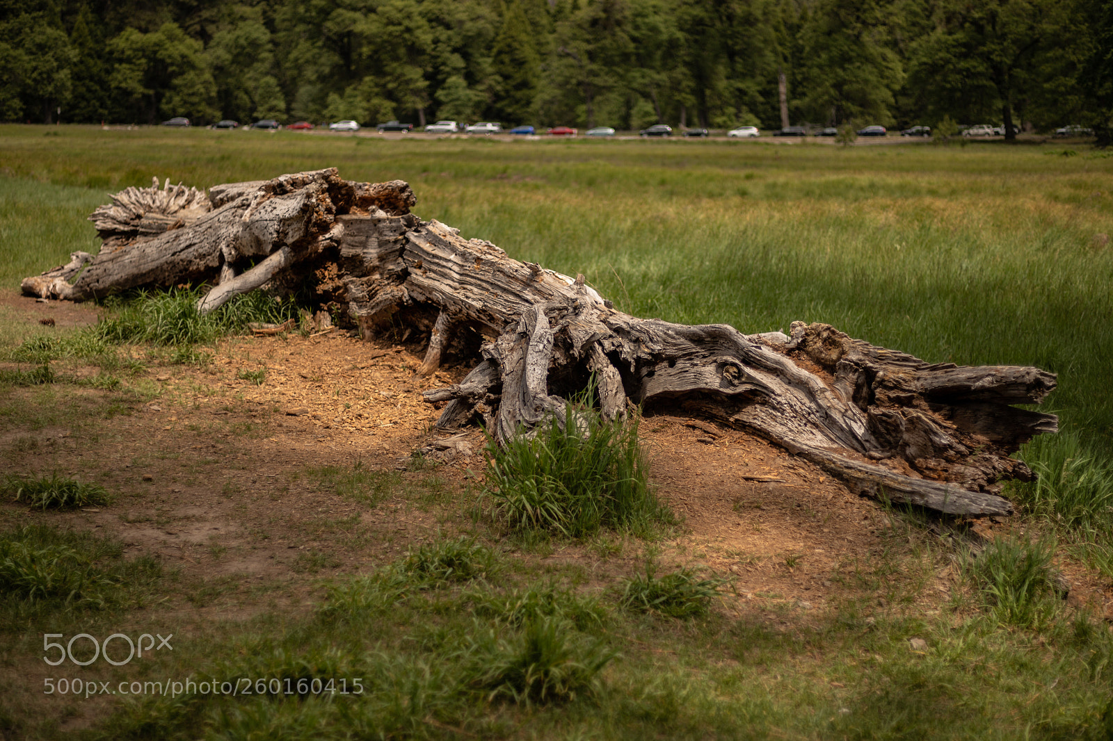 Canon EOS 6D Mark II sample photo. Dead tree photography