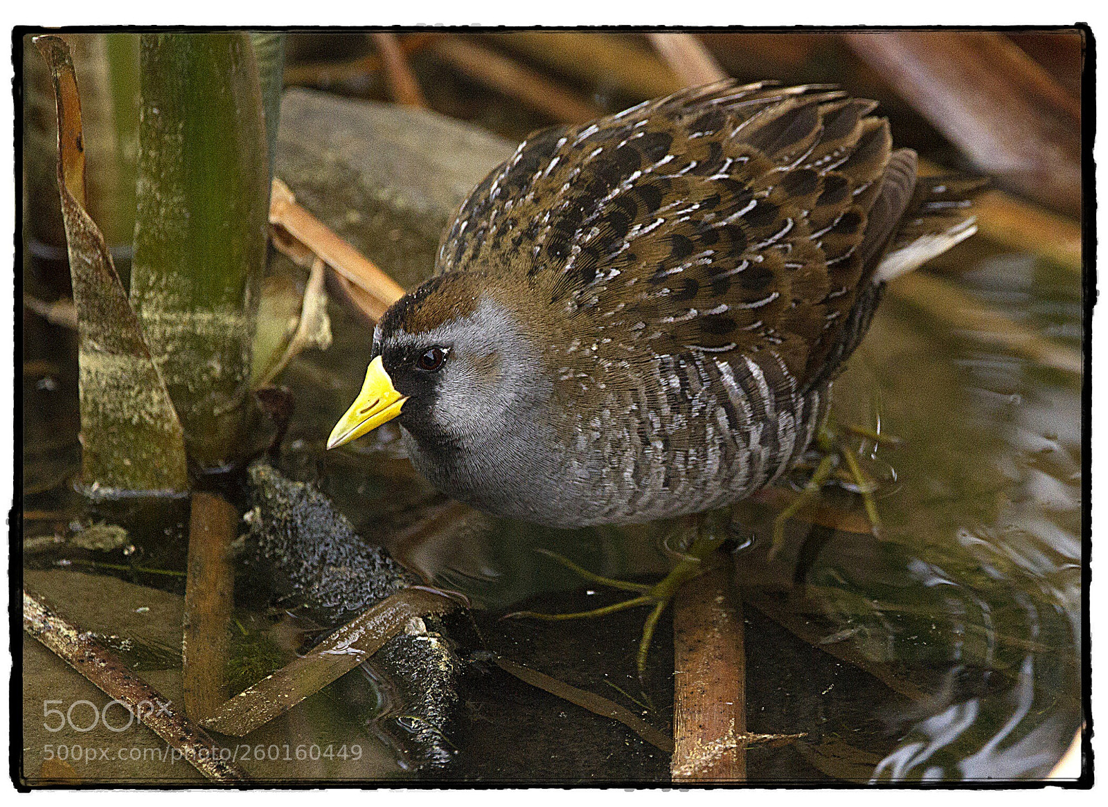 Canon EOS 7D sample photo. Sora in the water. photography