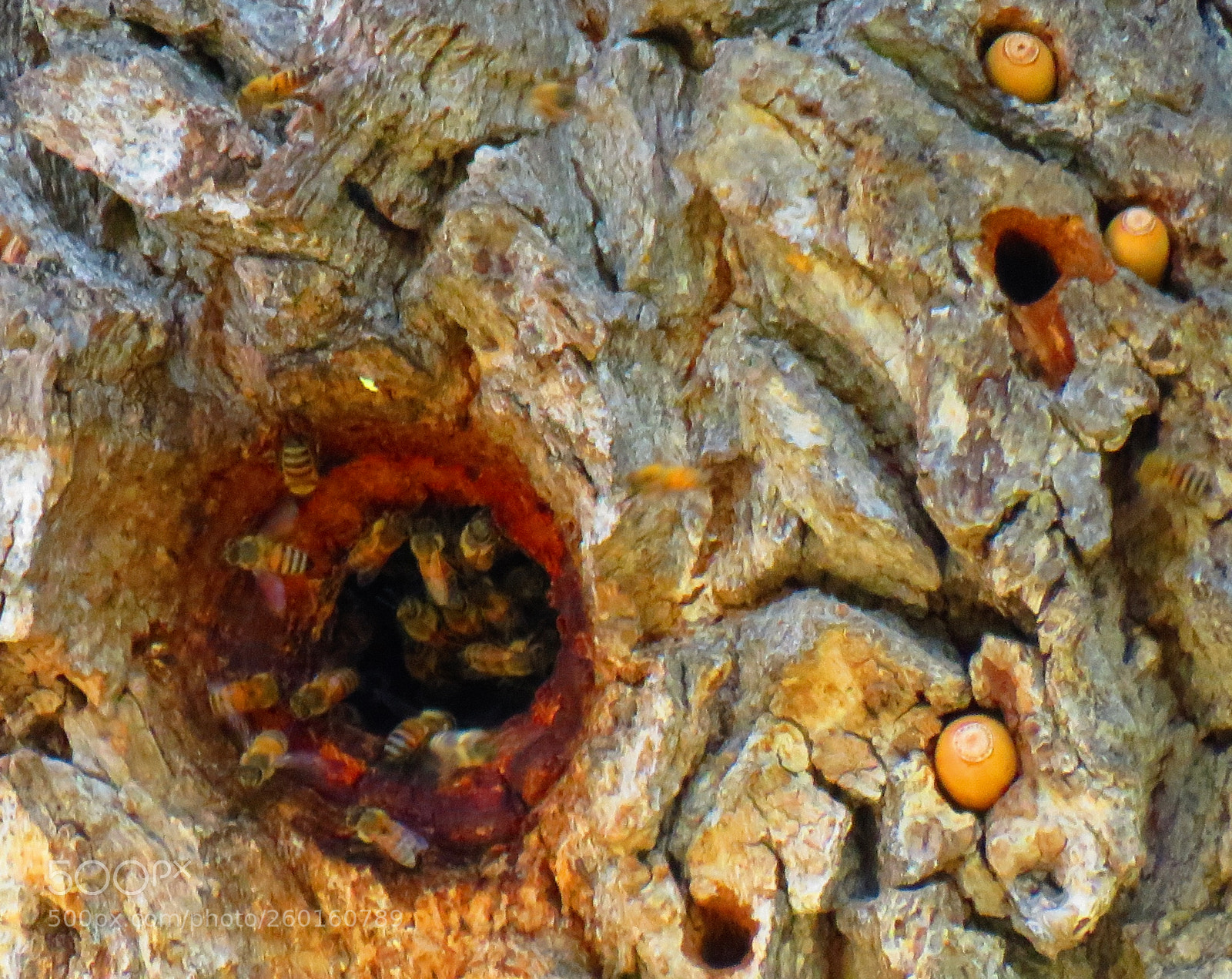 Canon PowerShot SX60 HS sample photo. Acorns, bees, and cortex photography