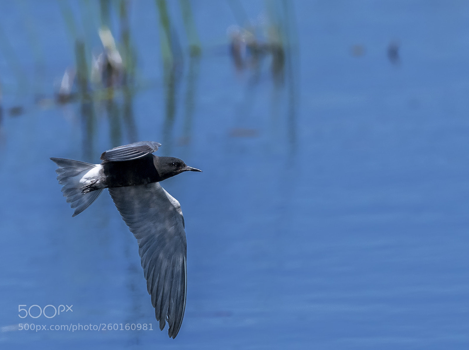 Nikon D850 sample photo. Black tern fly photography