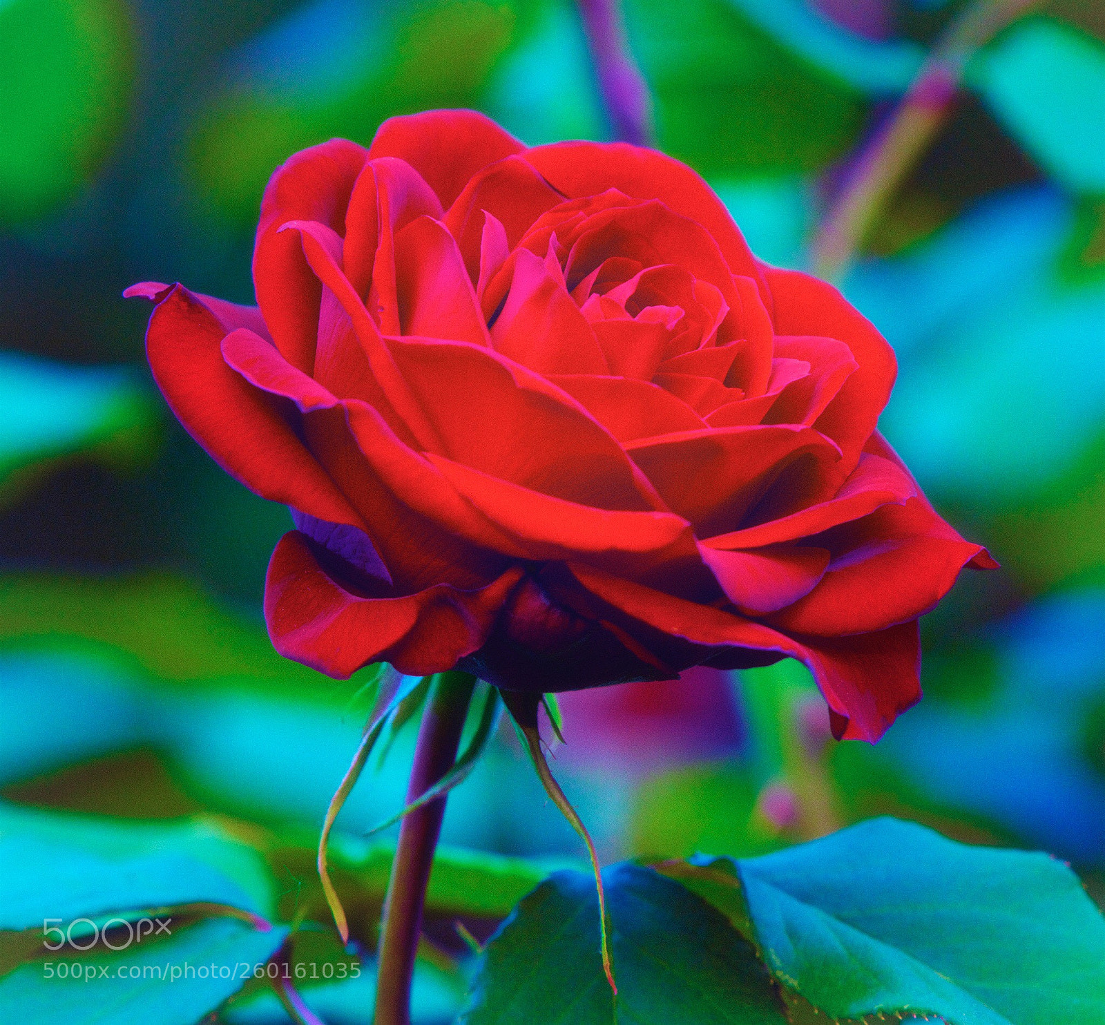 Nikon D800 sample photo. Red rose photography