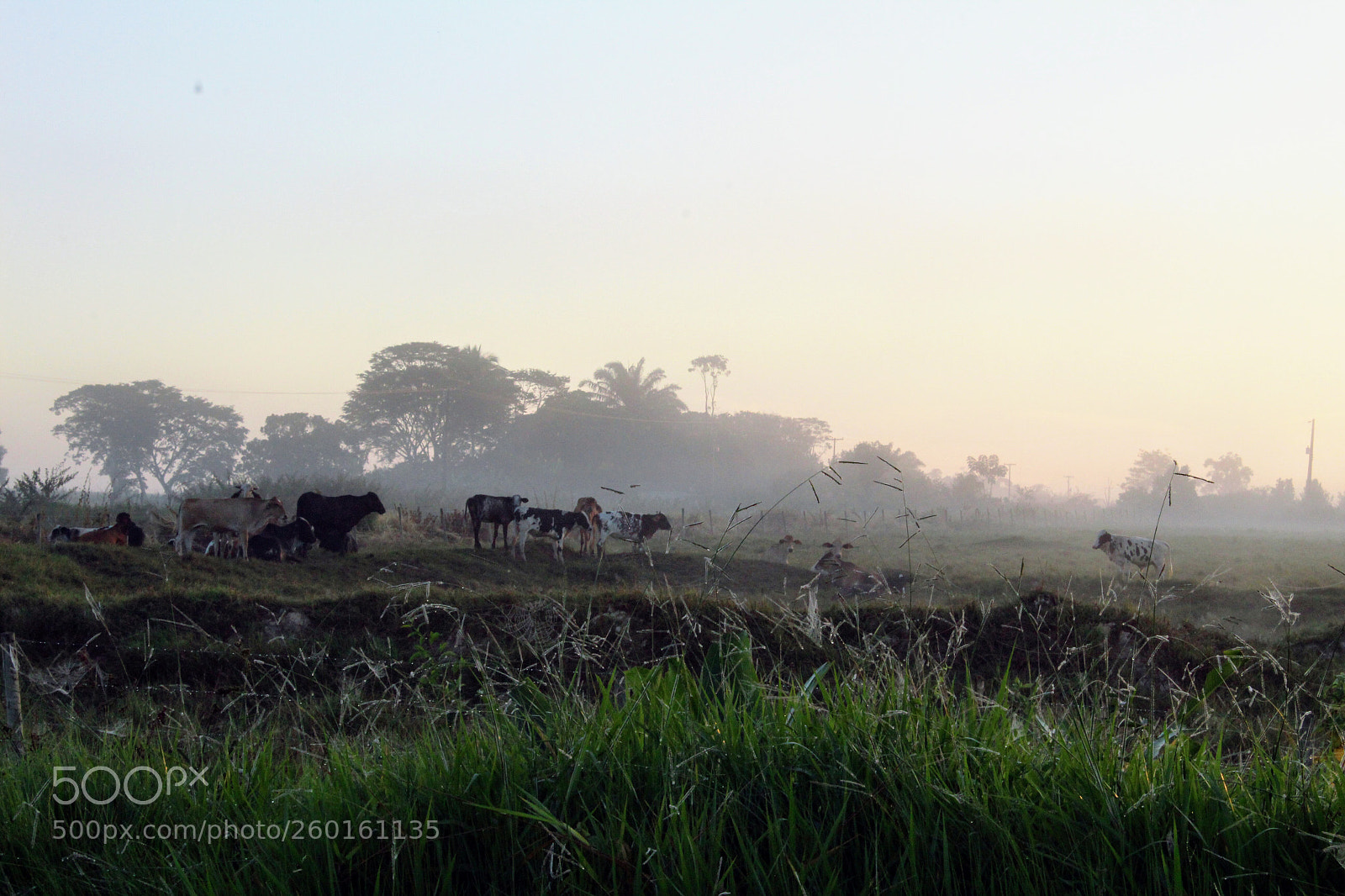 Canon EOS 1300D (EOS Rebel T6 / EOS Kiss X80) sample photo. Cows on pasture at photography