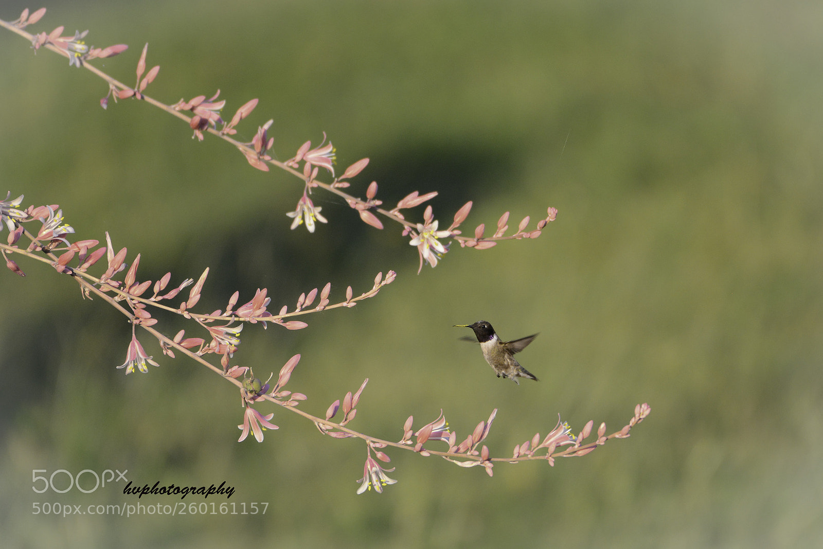 Nikon D800 sample photo. Hummingbird !!! photography