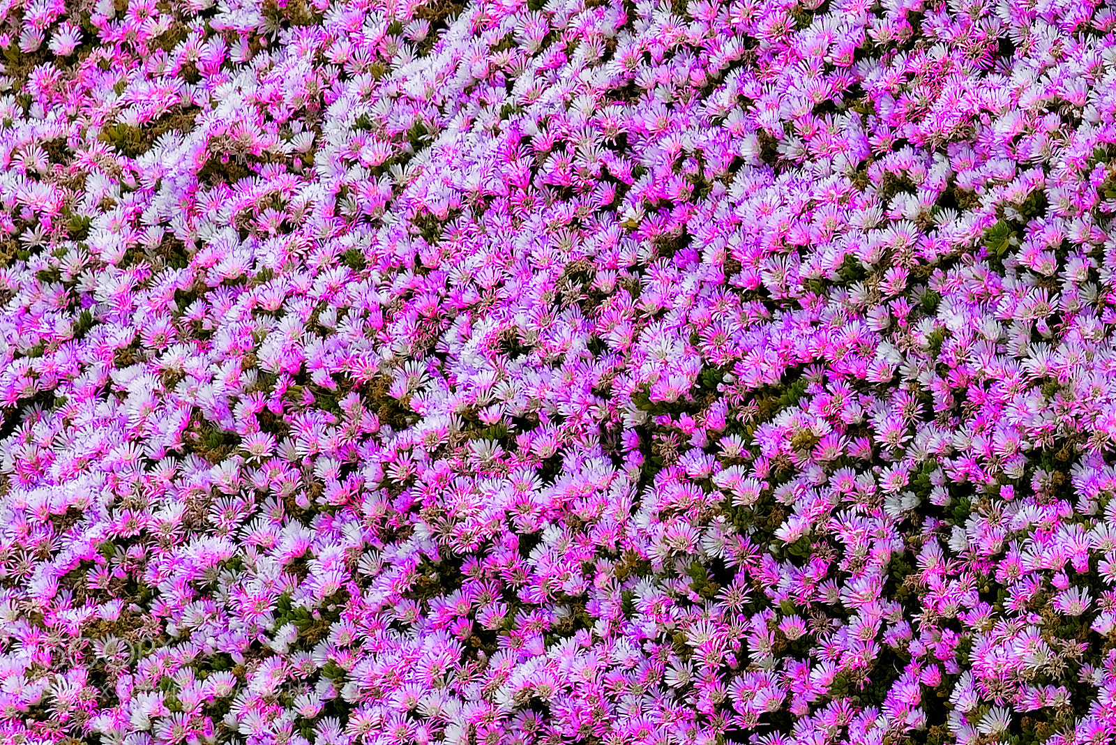 Sony a7R sample photo. Sea of pink photography