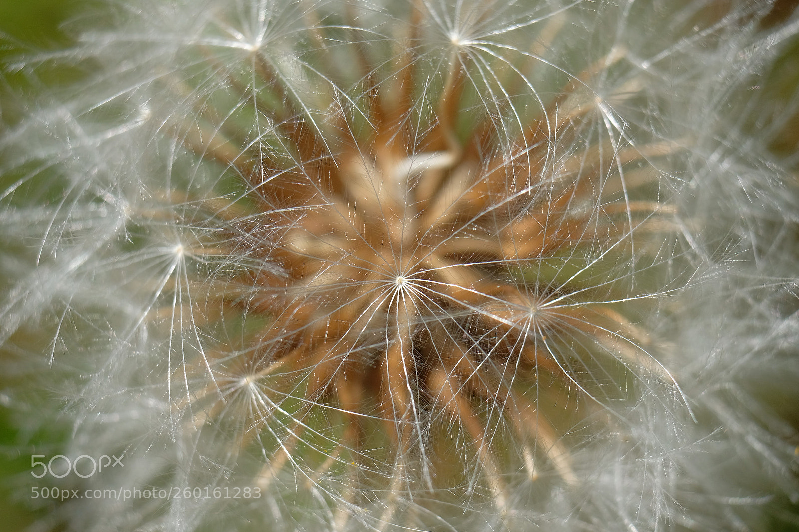 Fujifilm X-T2 sample photo. Dandelion iii photography