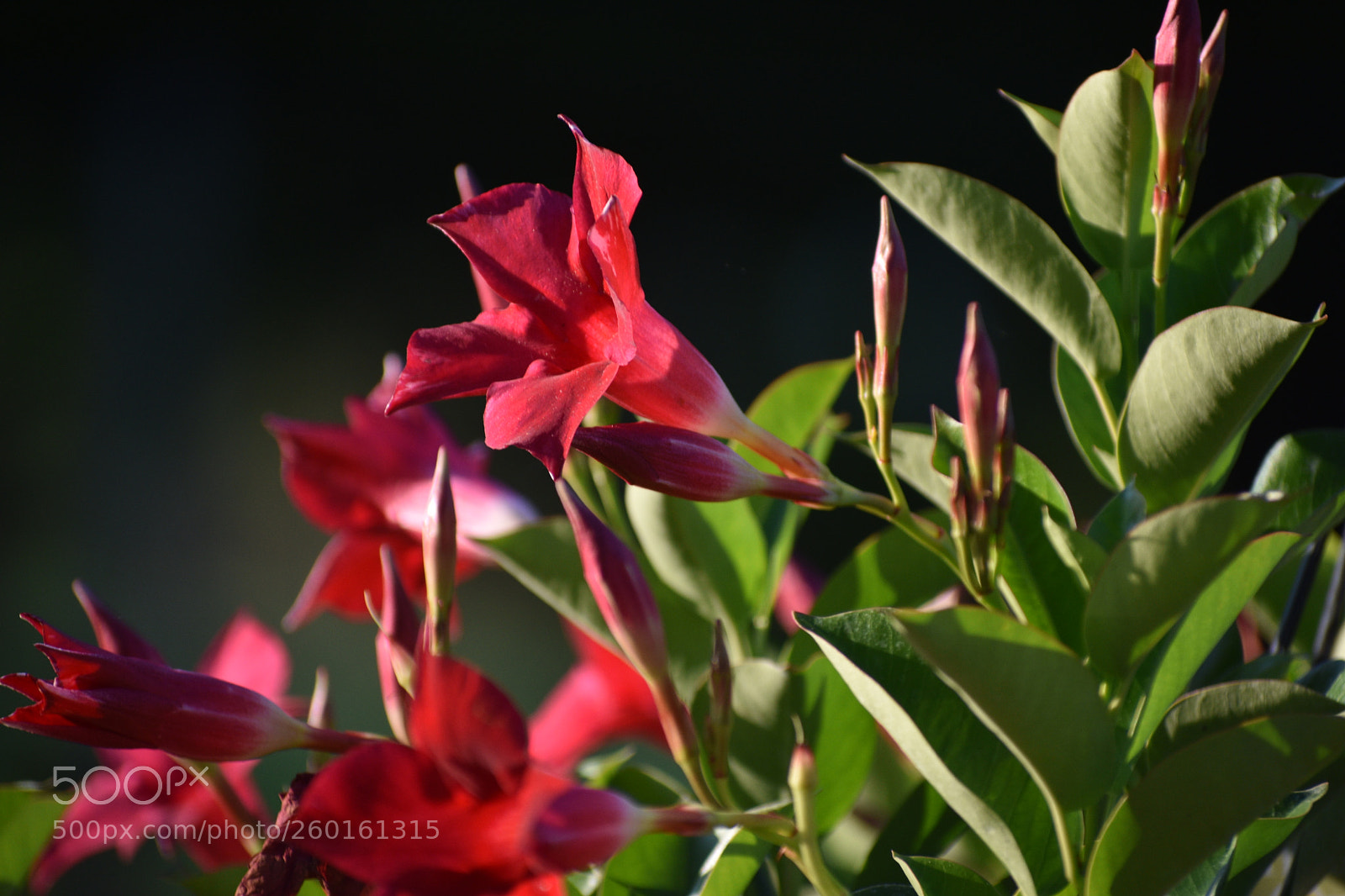 Nikon D3400 sample photo. Dipladenia photography