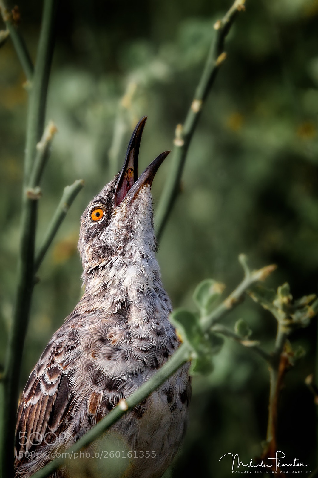 Canon EOS 5D Mark II sample photo. Hood mockingbird photography