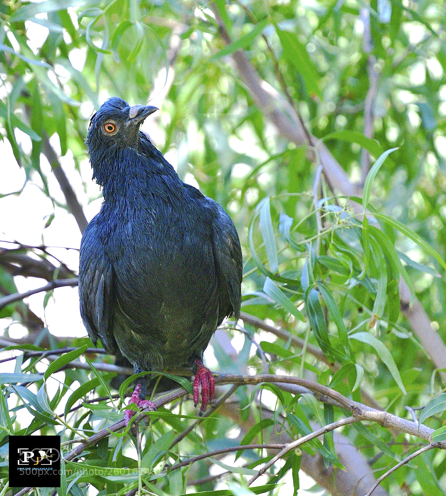 Nikon D5 sample photo. Pigeon, photography