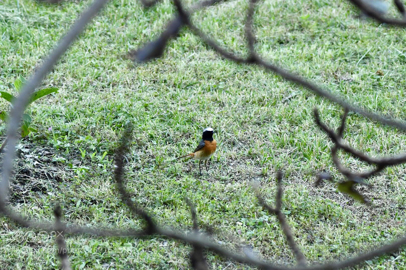 Nikon D850 sample photo. Bird  photography