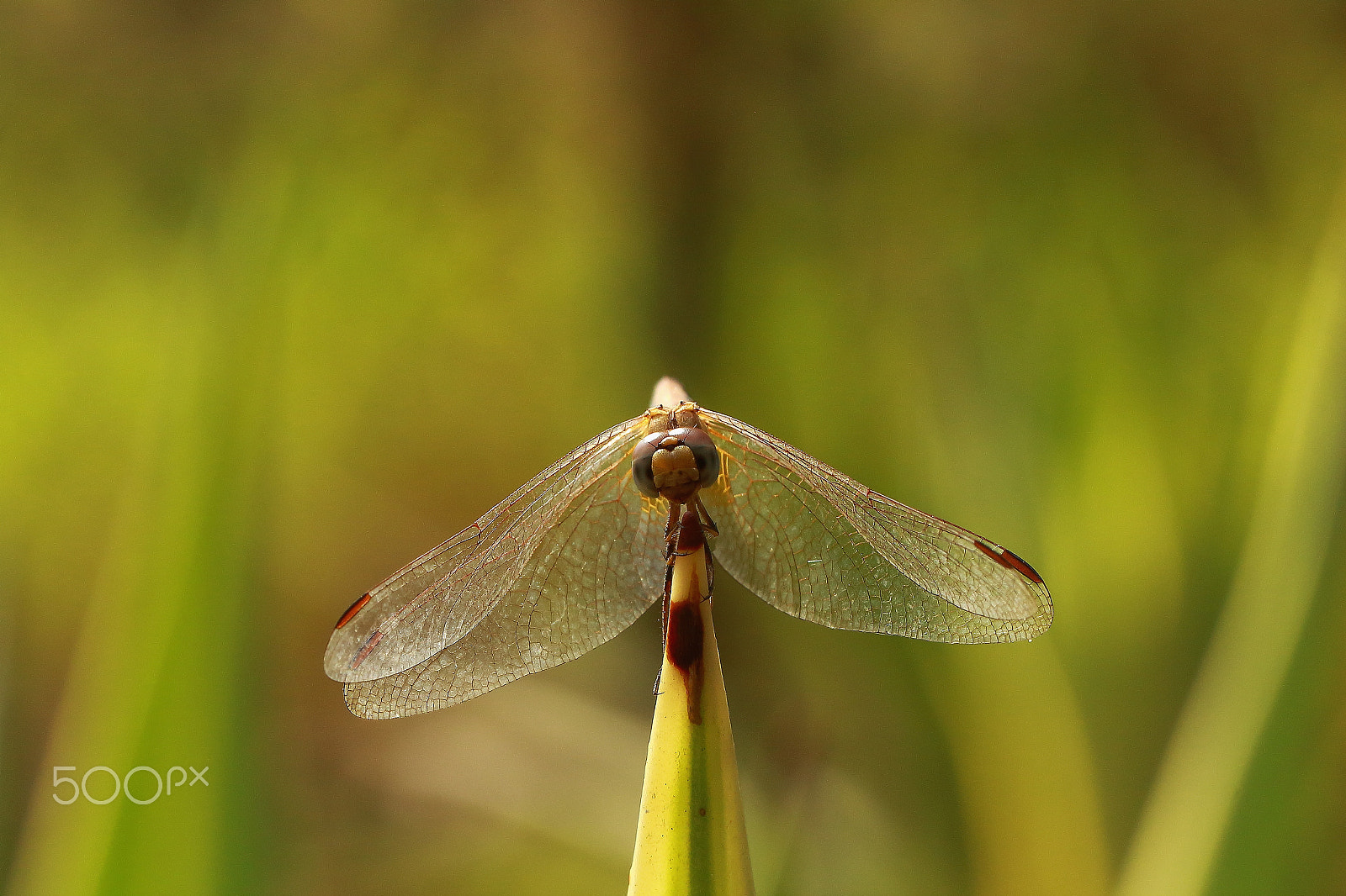 Canon EF 100mm F2.8L Macro IS USM sample photo. Wings photography