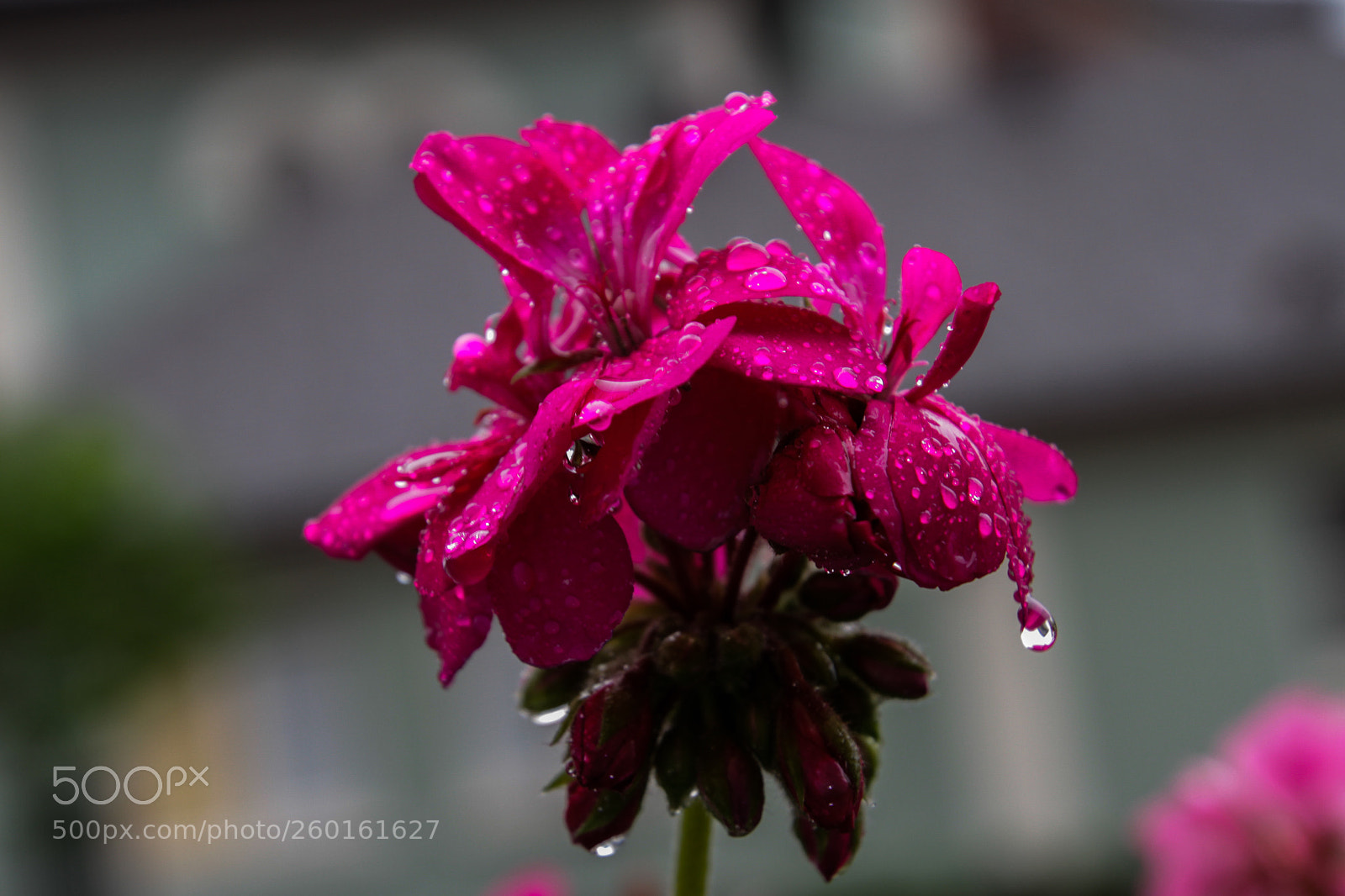 Canon EOS 7D sample photo. Raindrops photography