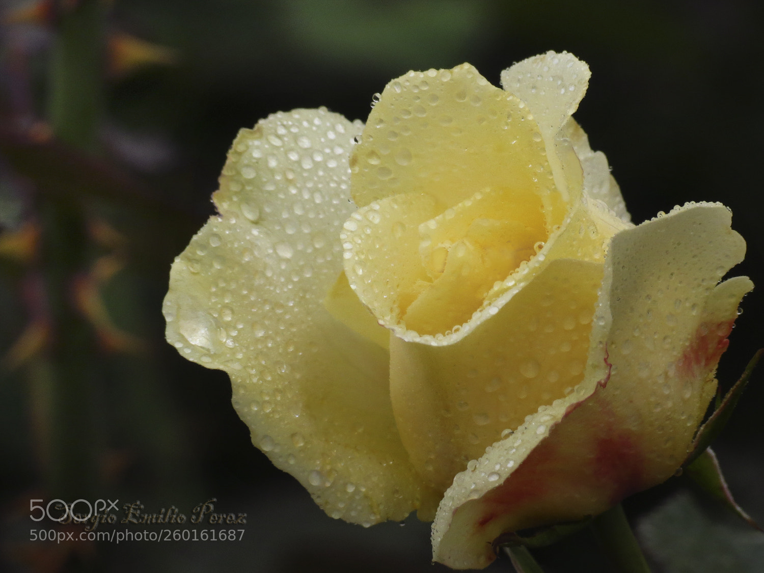 Canon PowerShot SX40 HS sample photo. Every day... photography