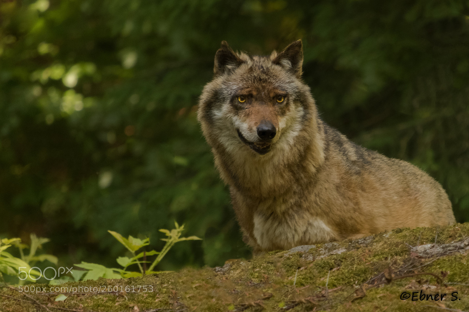 Canon EOS 750D (EOS Rebel T6i / EOS Kiss X8i) sample photo. Wofl (c) photography