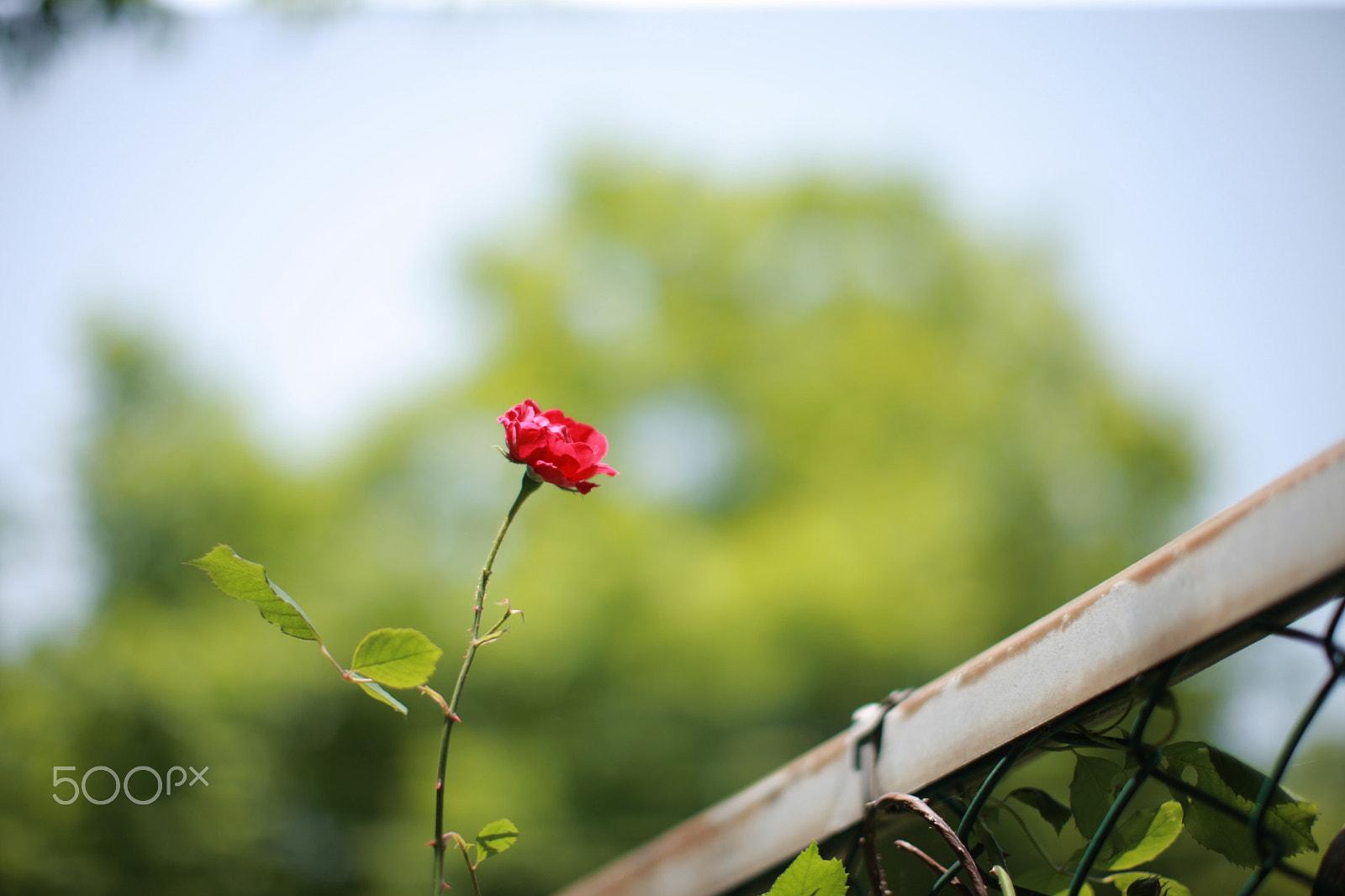 Canon EOS-1Ds Mark III sample photo. Rose, 장미 photography