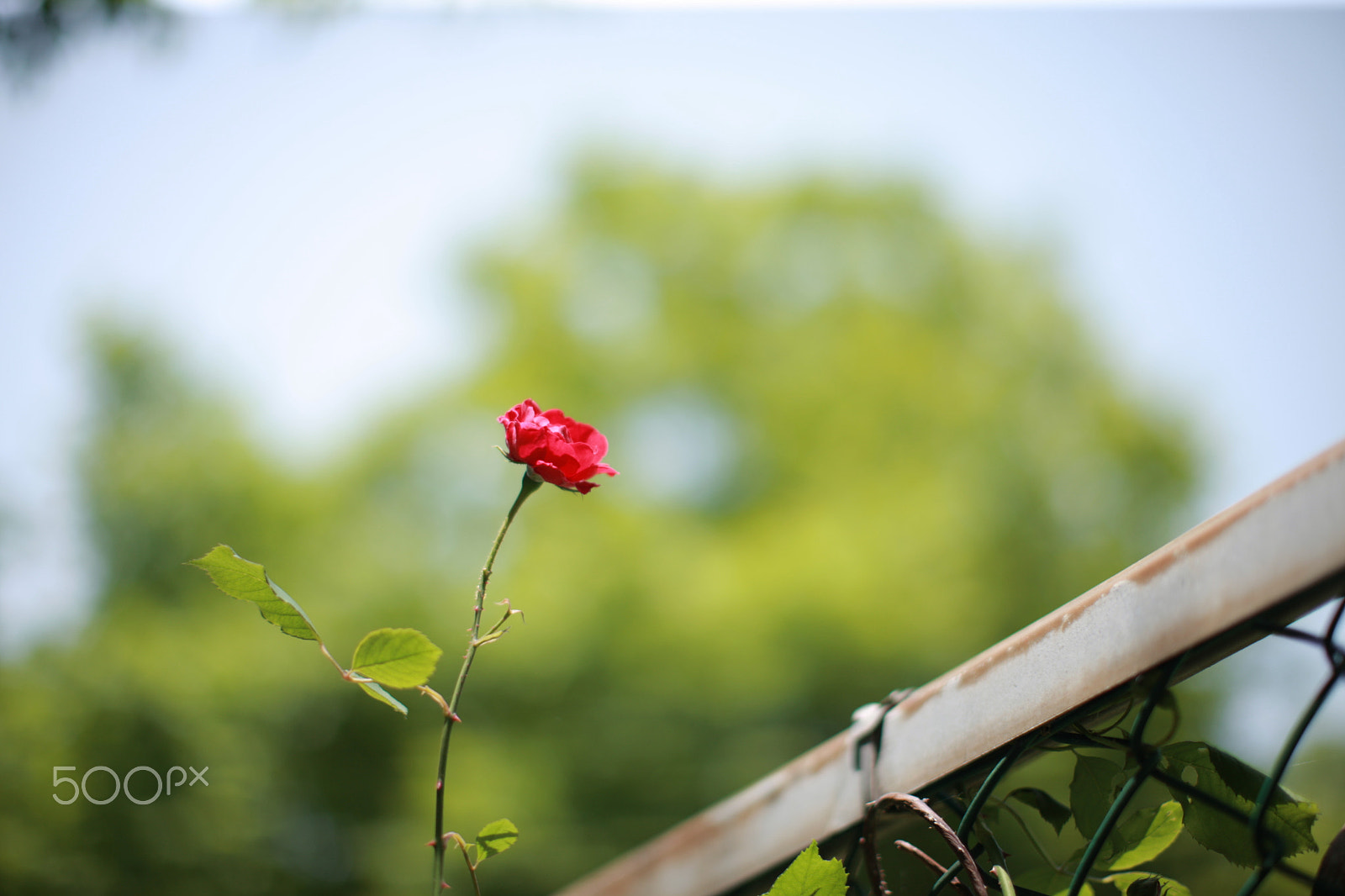 Canon EF 50mm F1.2L USM sample photo. Rose, 장미 photography