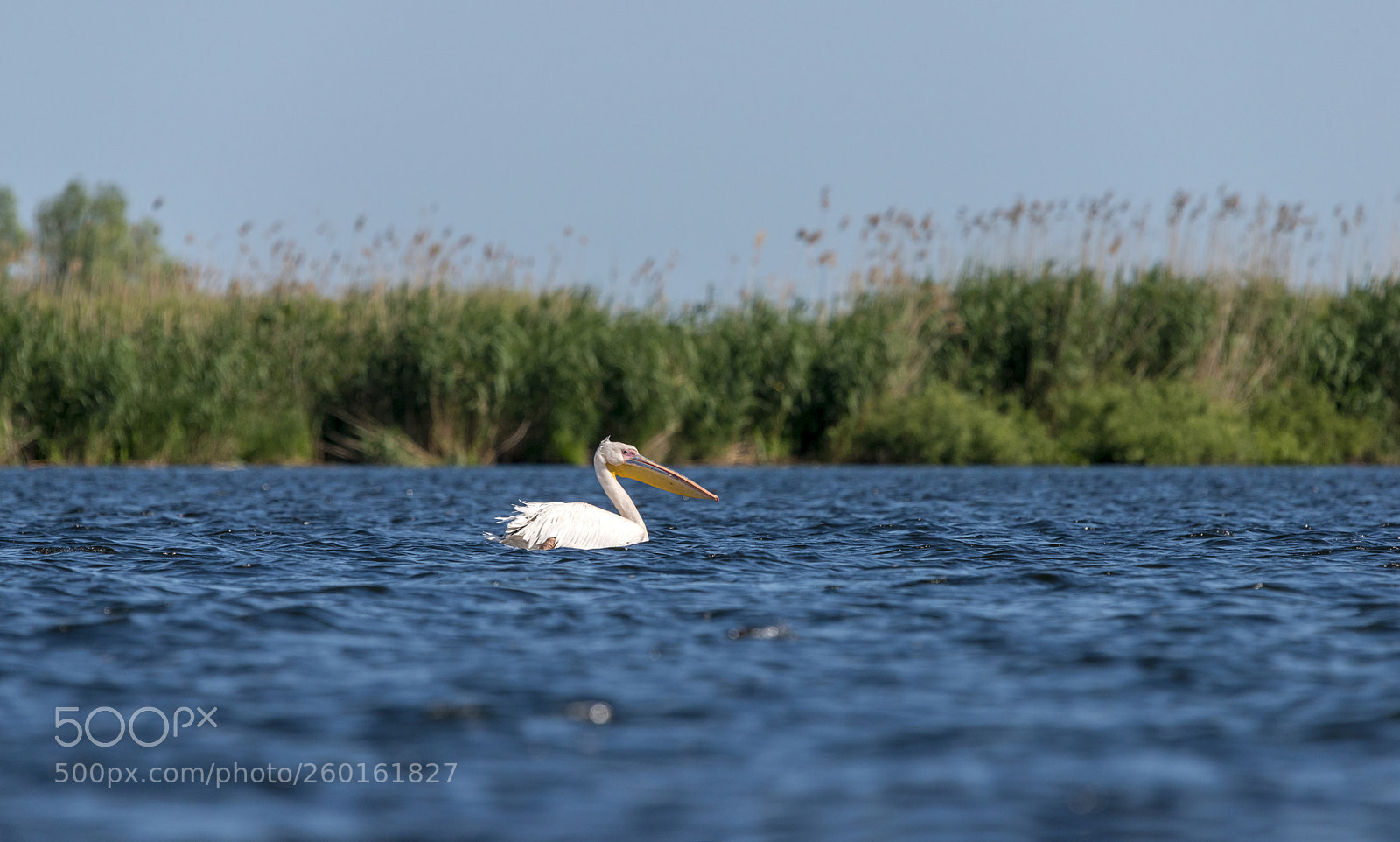Nikon D800 sample photo. Pelican photography