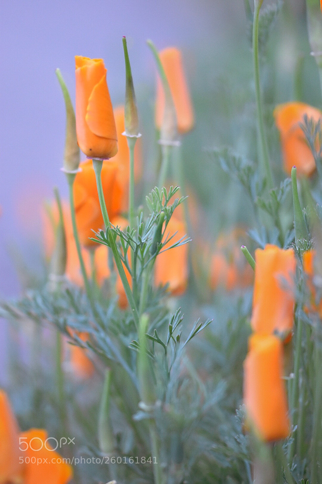 Nikon D5600 sample photo. Sleepy poppies photography