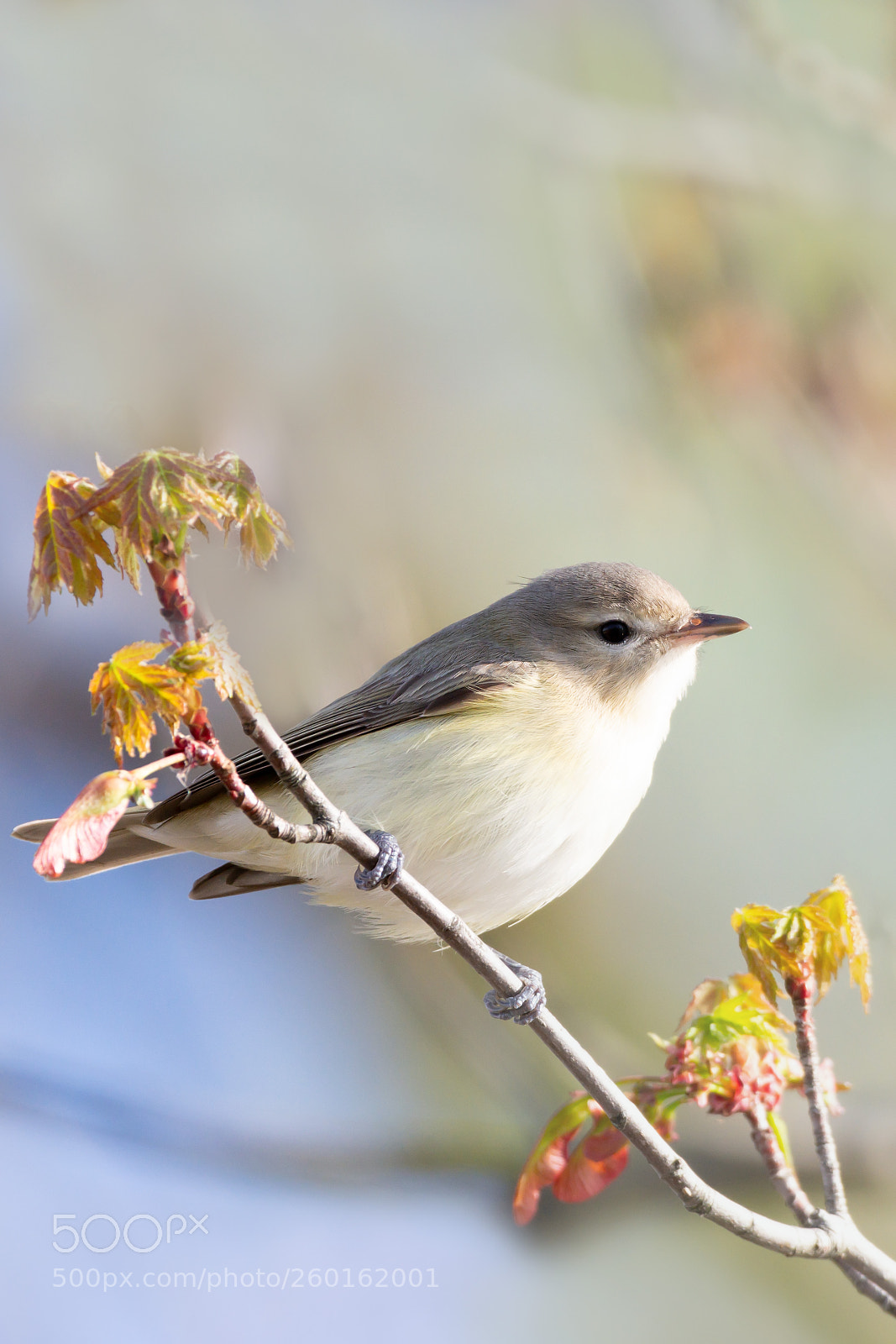 Nikon D7200 sample photo. Warbling vireo 03 photography