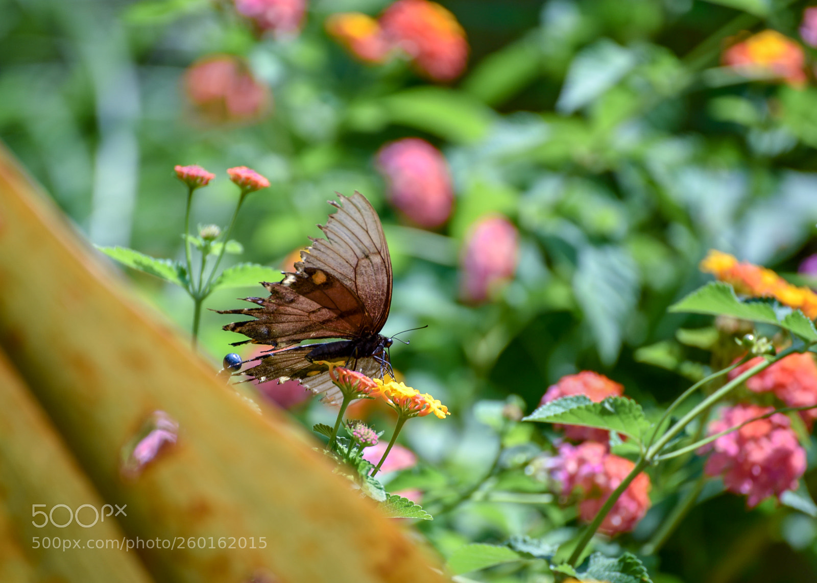 Nikon D750 sample photo. Butterfly garden photography