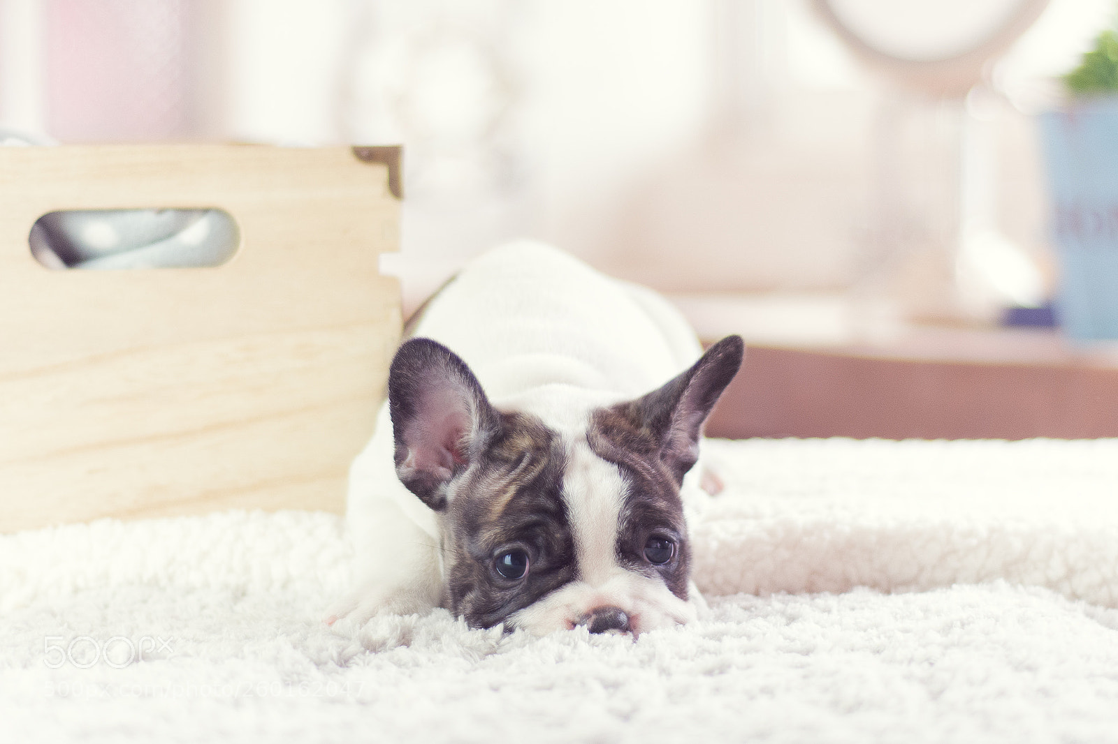 Nikon D7100 sample photo. Frenchie photography