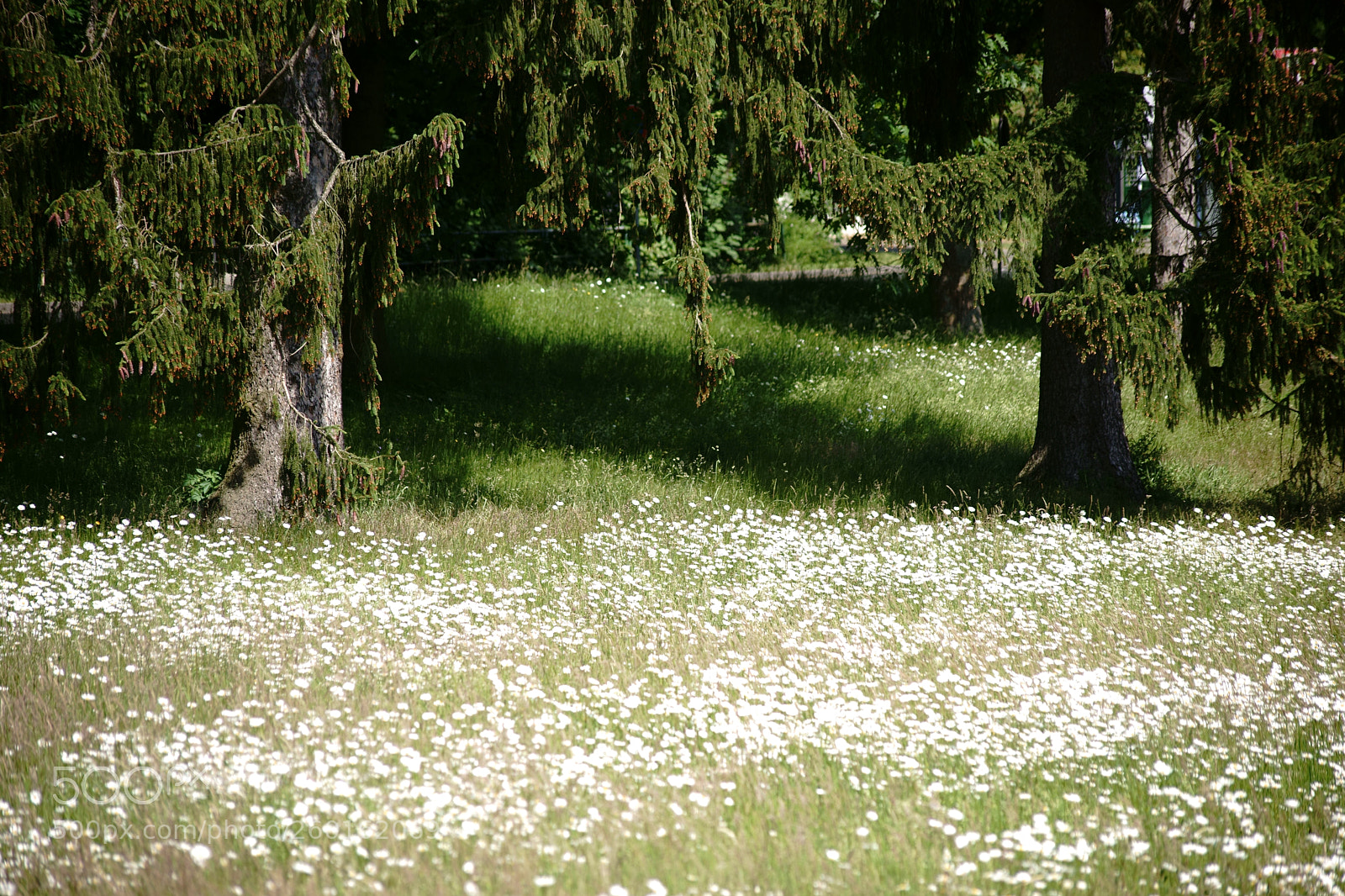 Sony a7 II sample photo. Wild meadow under conifers photography