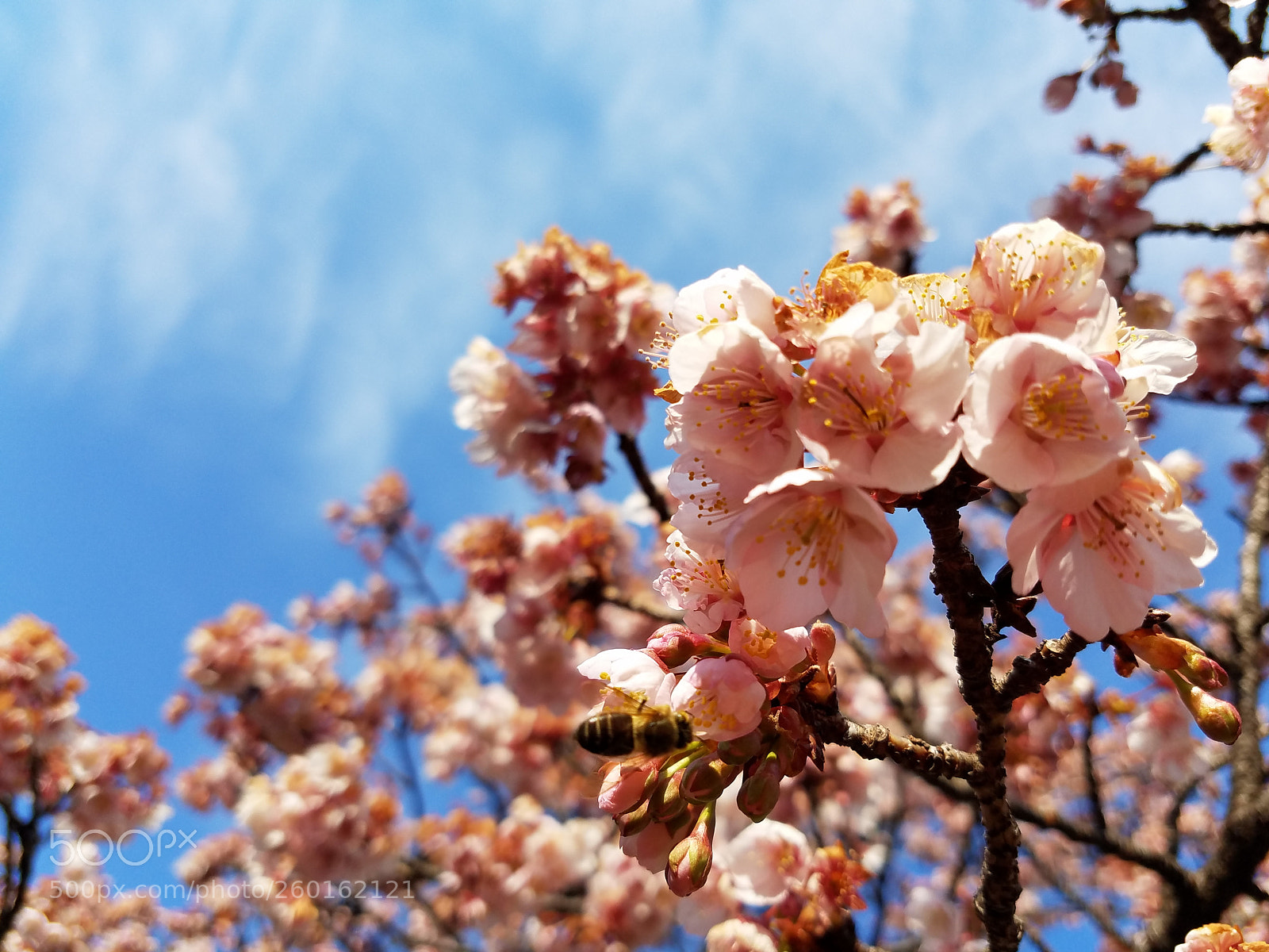 Samsung Galaxy S7 Edge sample photo. Sakura - minh photography