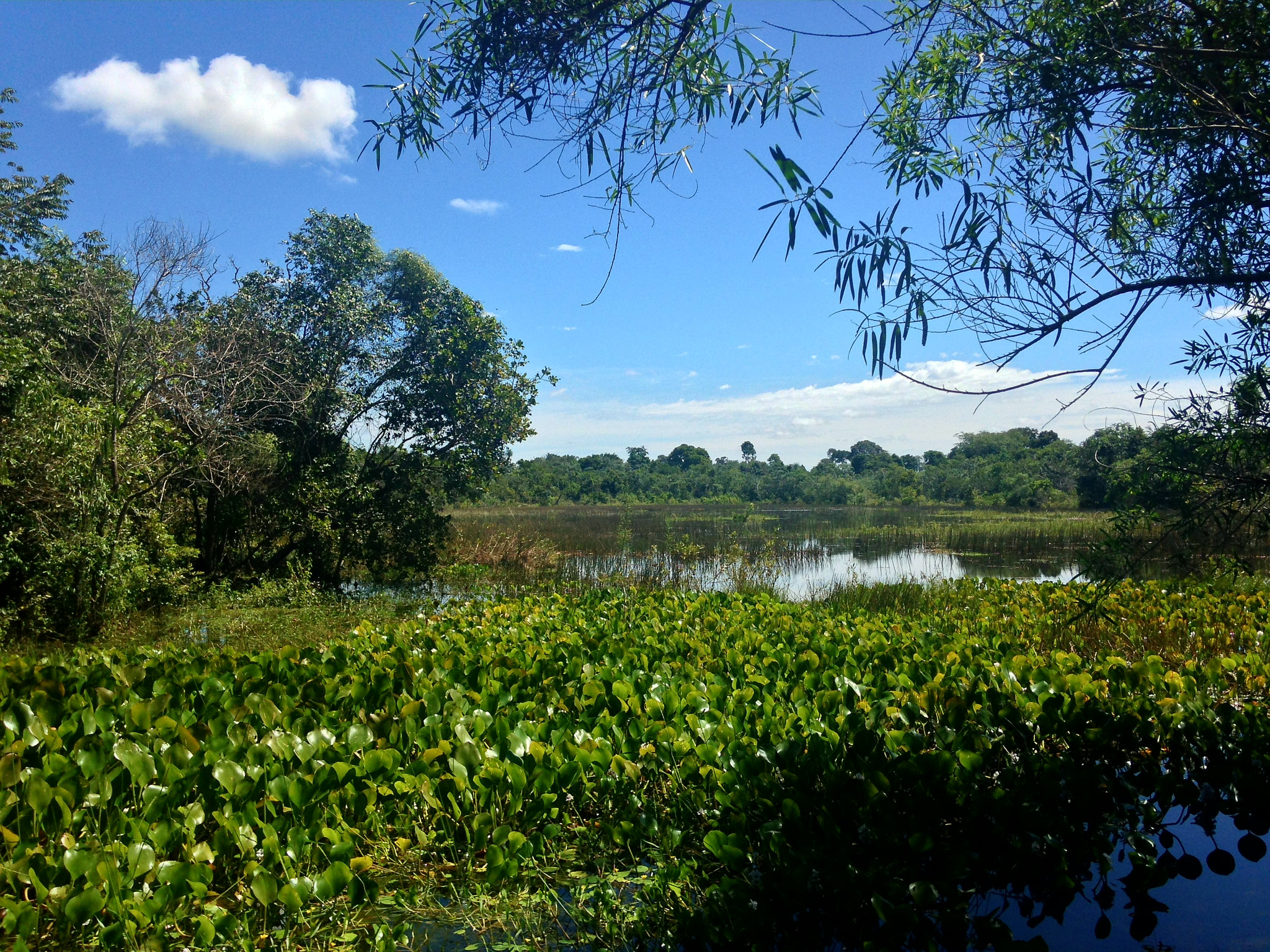 Apple iPhone 5c sample photo. Alligator lagoon photography