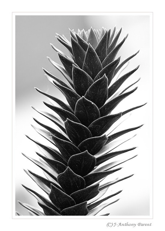 Nikon AF-S Micro-Nikkor 105mm F2.8G IF-ED VR sample photo. Araucaria araucana ou araucaria du chili n&b(1) photography